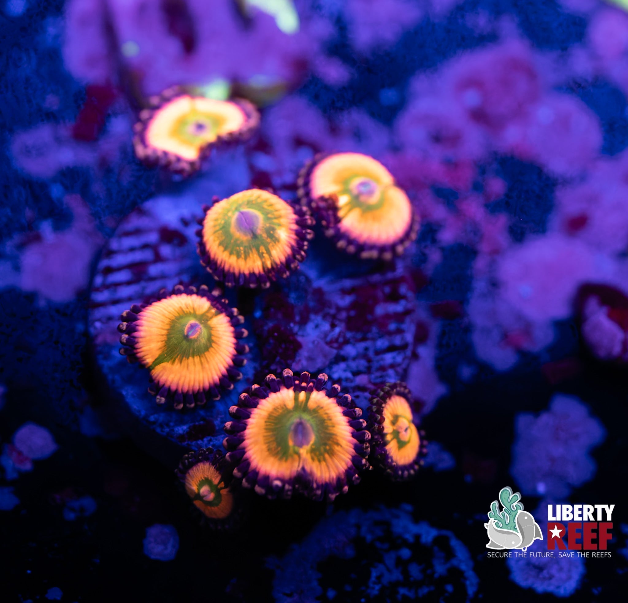 Liberty Reef Auction