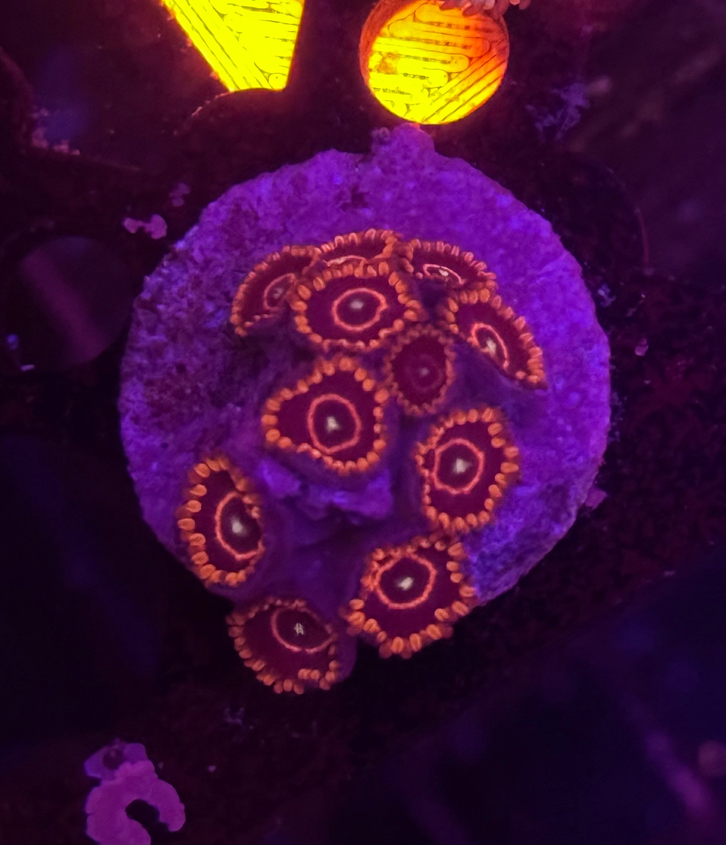 Red Hornet Zoas