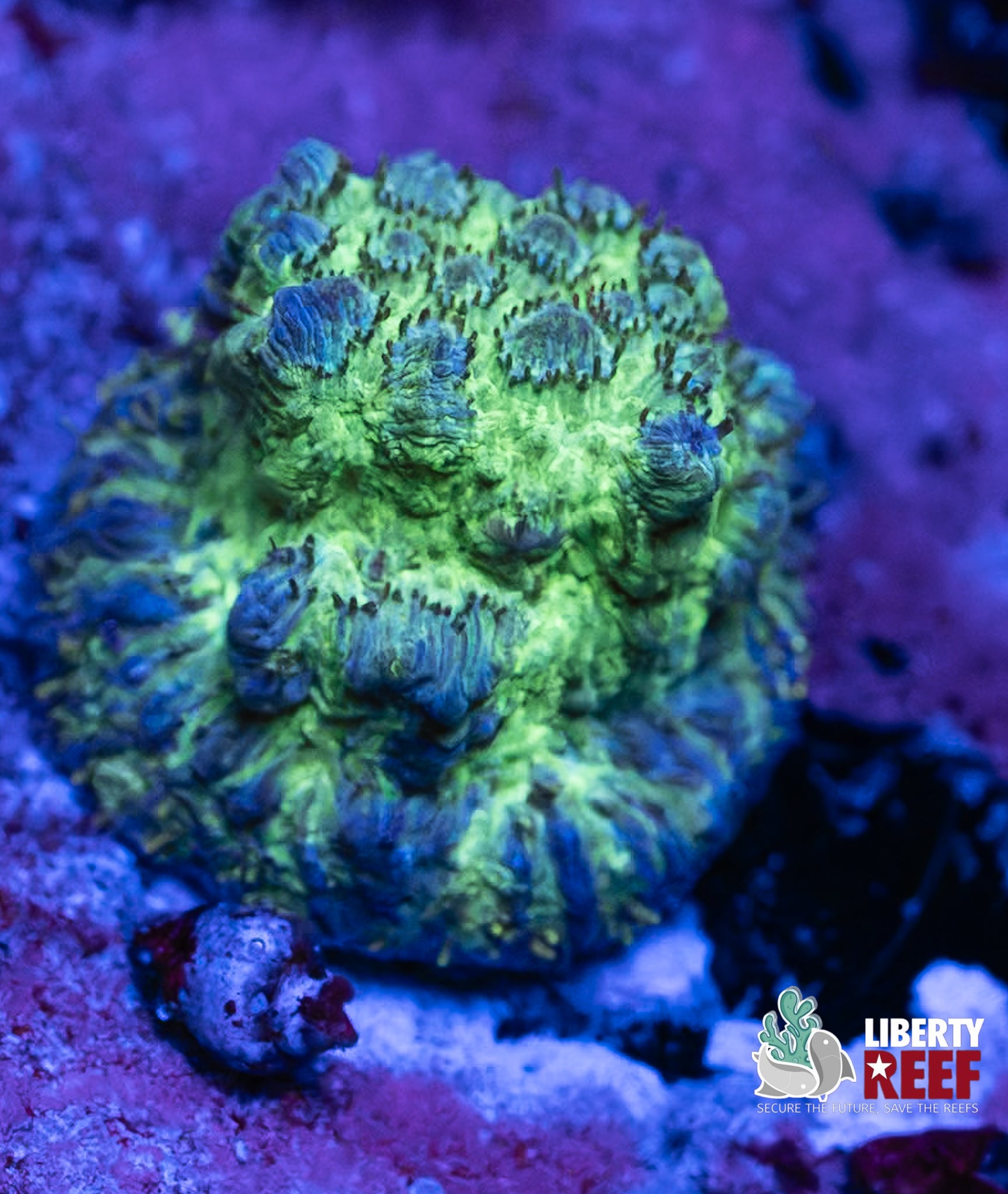 Planet Earth Leptastrea