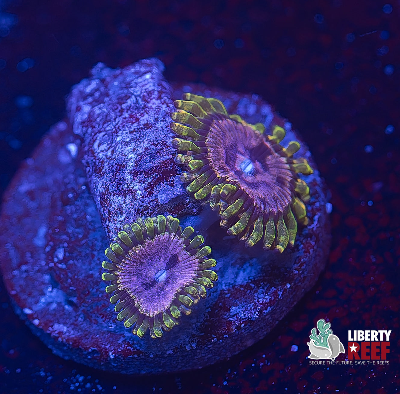 OG Purple Monster Zoas