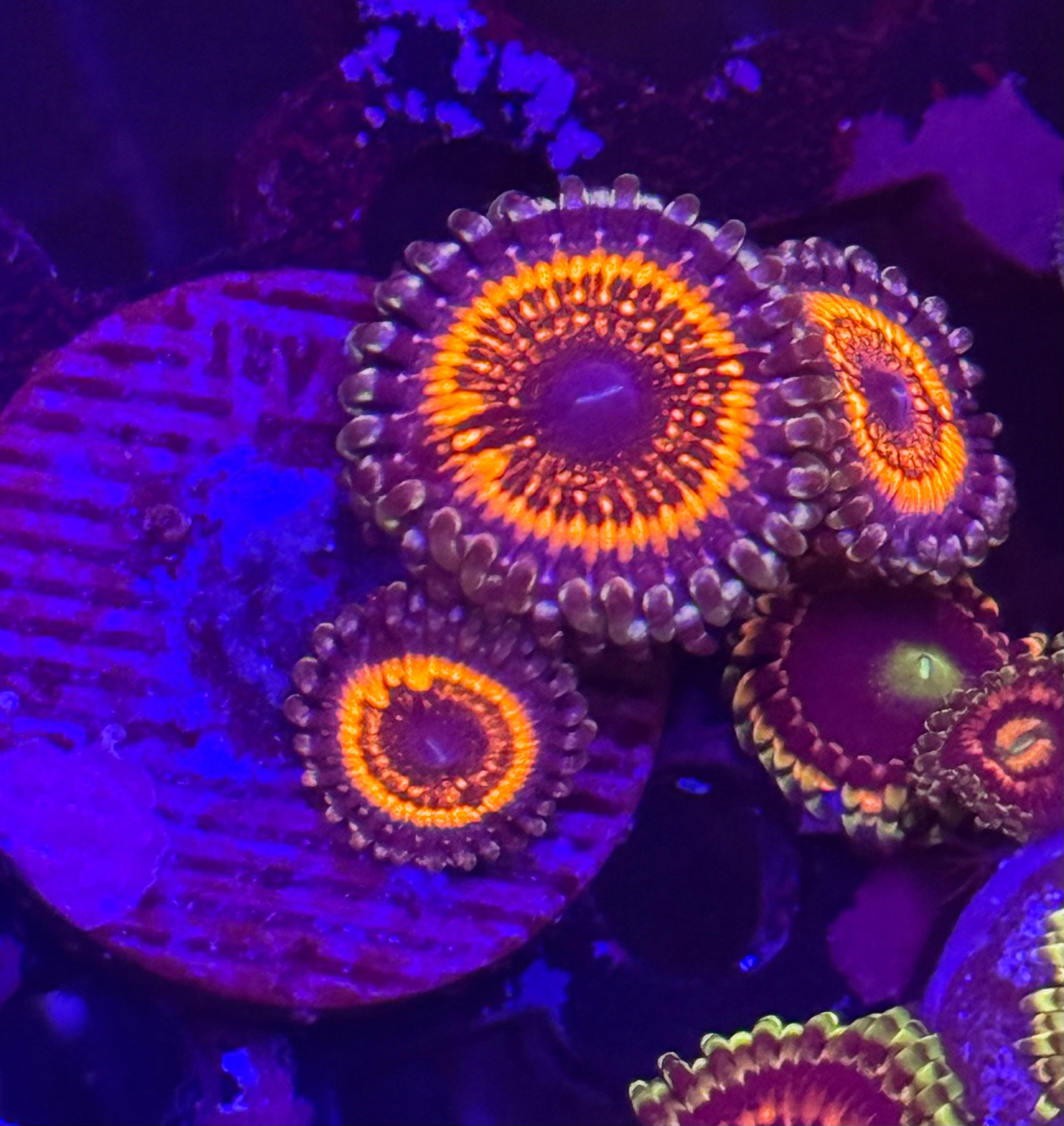 Armor of God Zoas