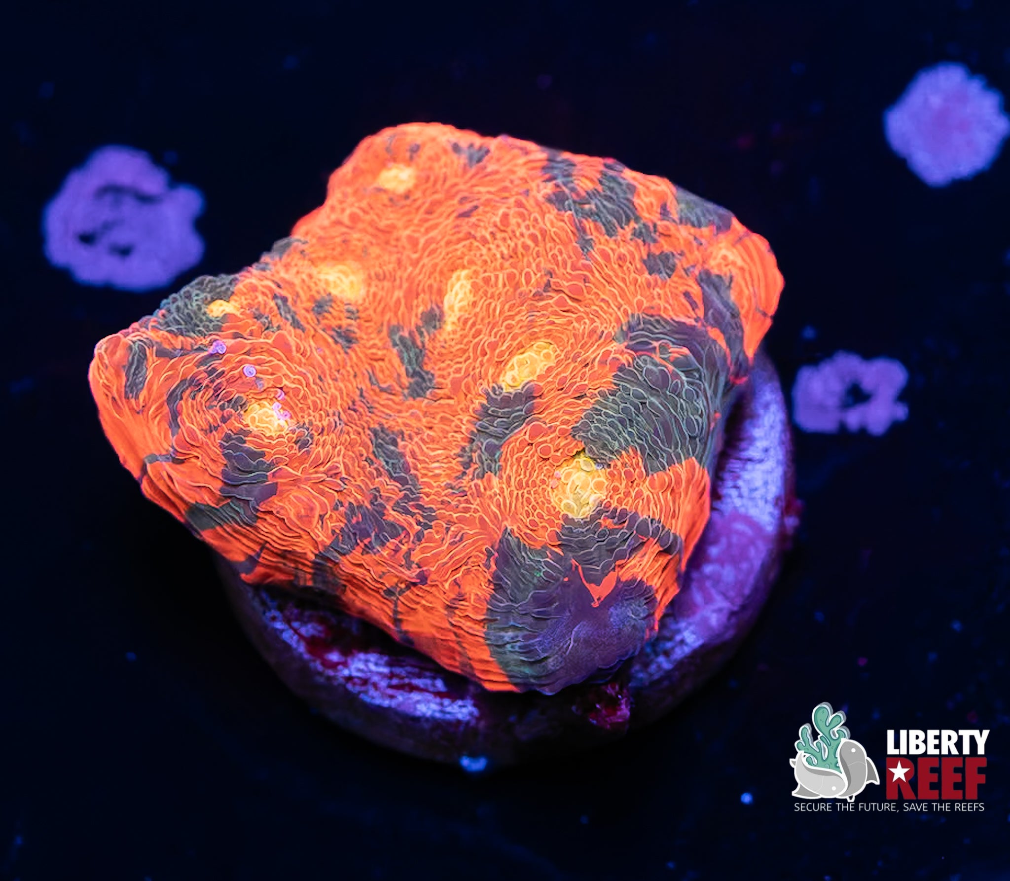 Incredible Aquacultured Rainbow Chalice