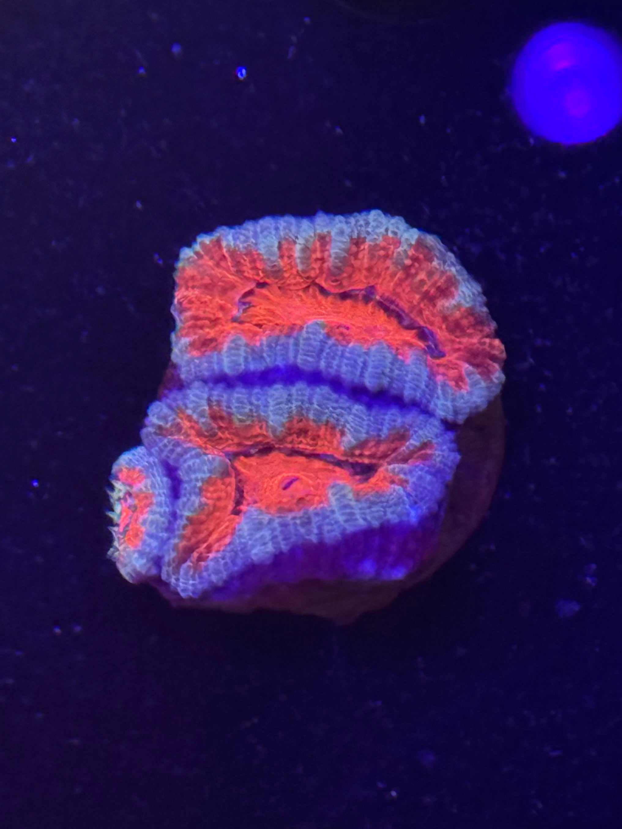 Ultra Acan Frag