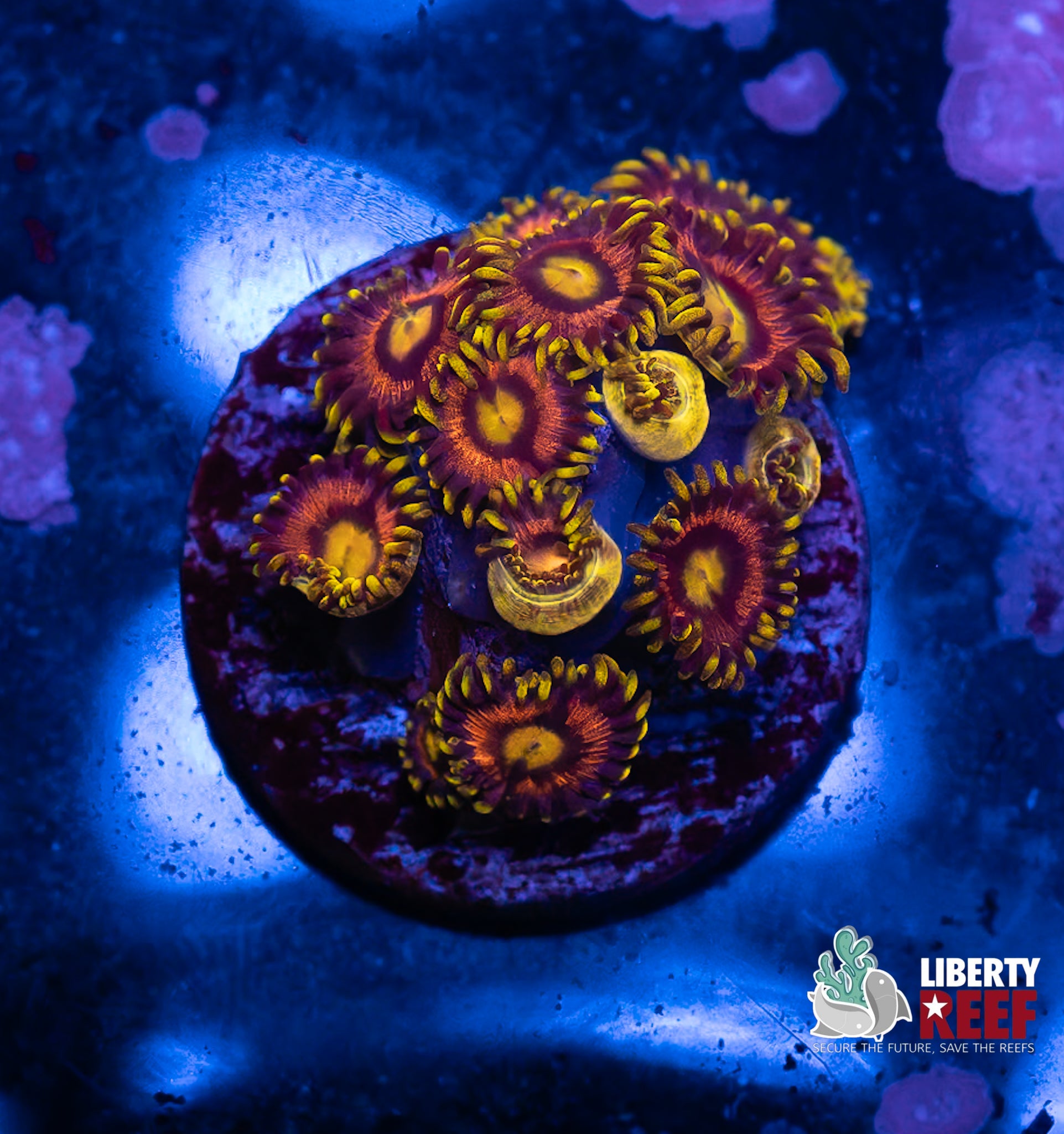 Laser Lemon Zoas
