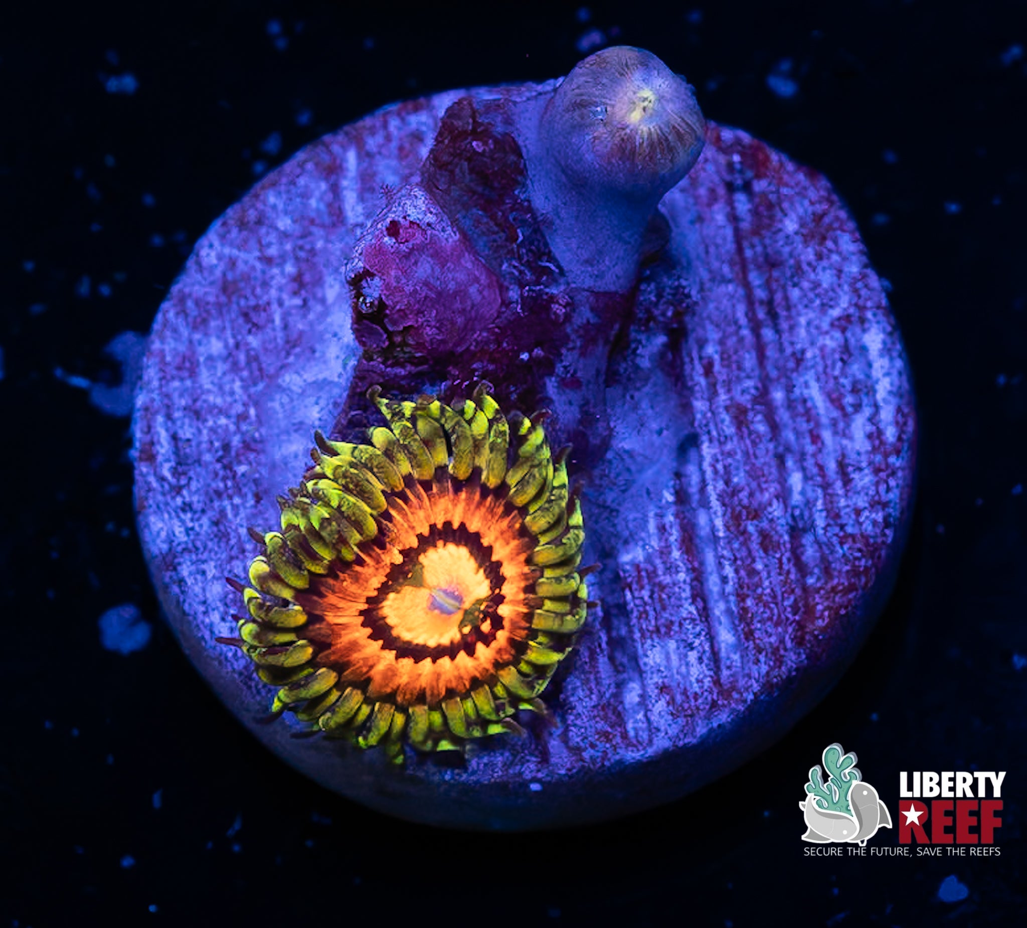 Rainbow Incinerator Zoas