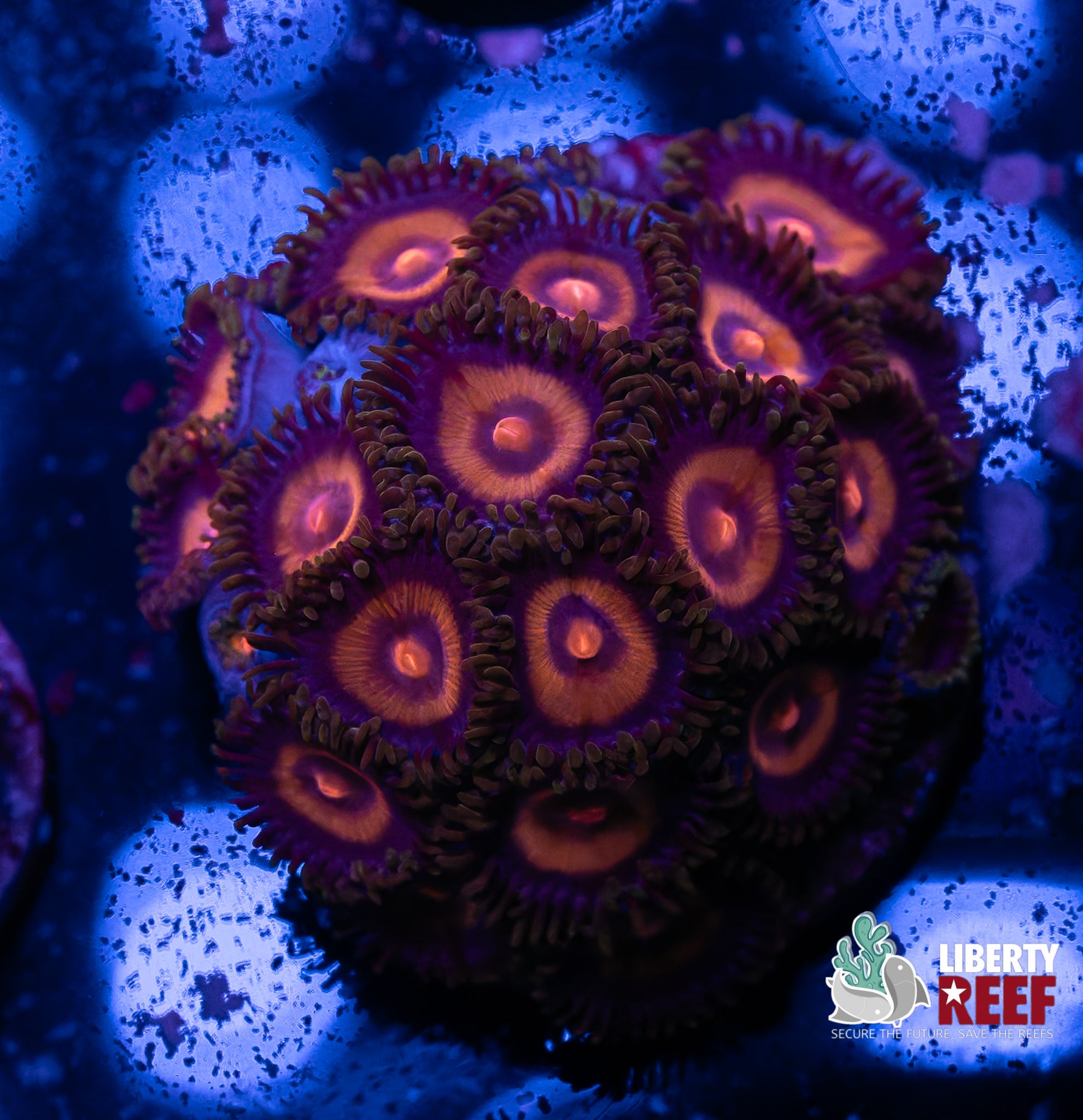 Super Girl Chunky Zoa Frag
