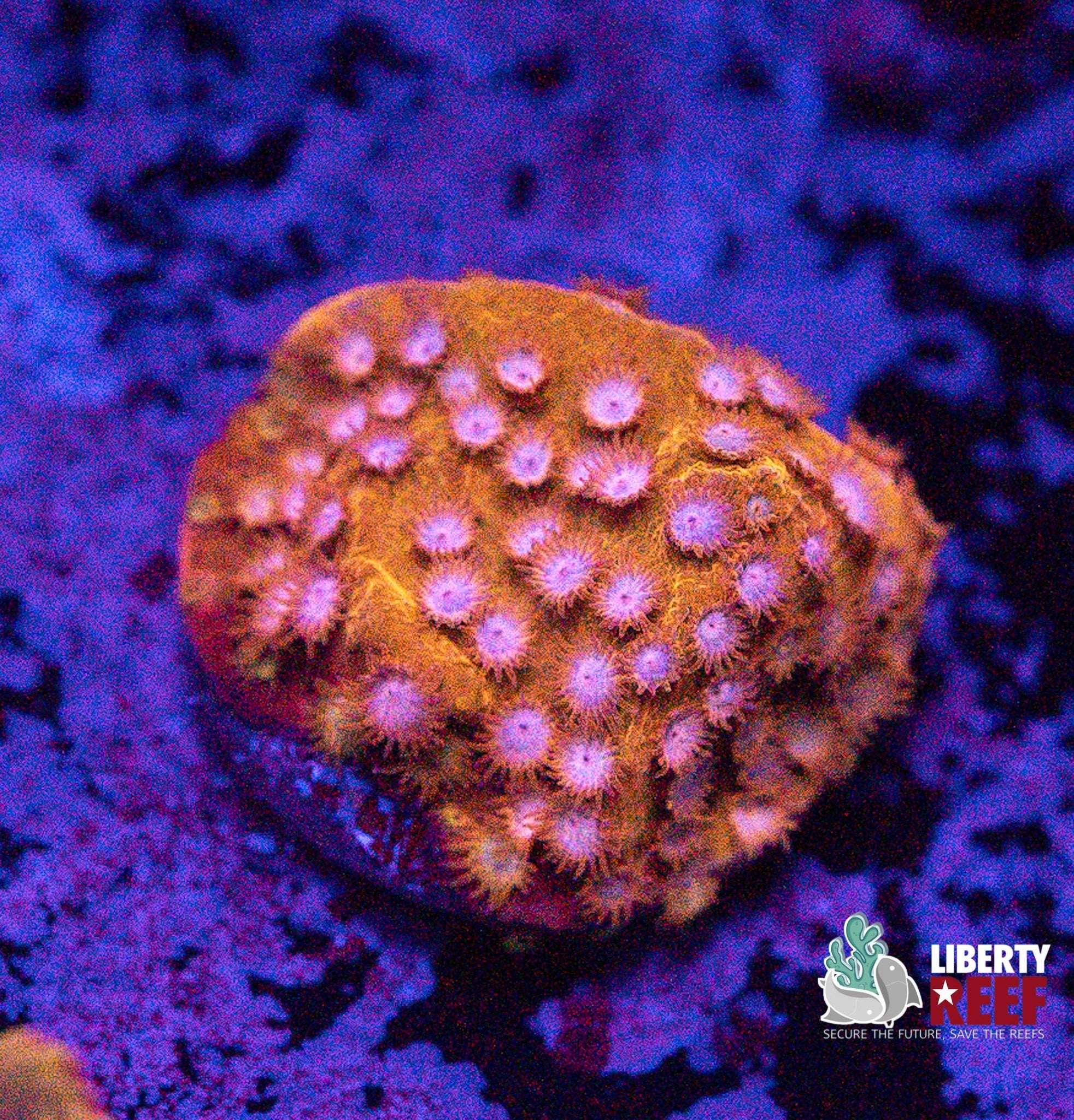 Liberty Reef Auction