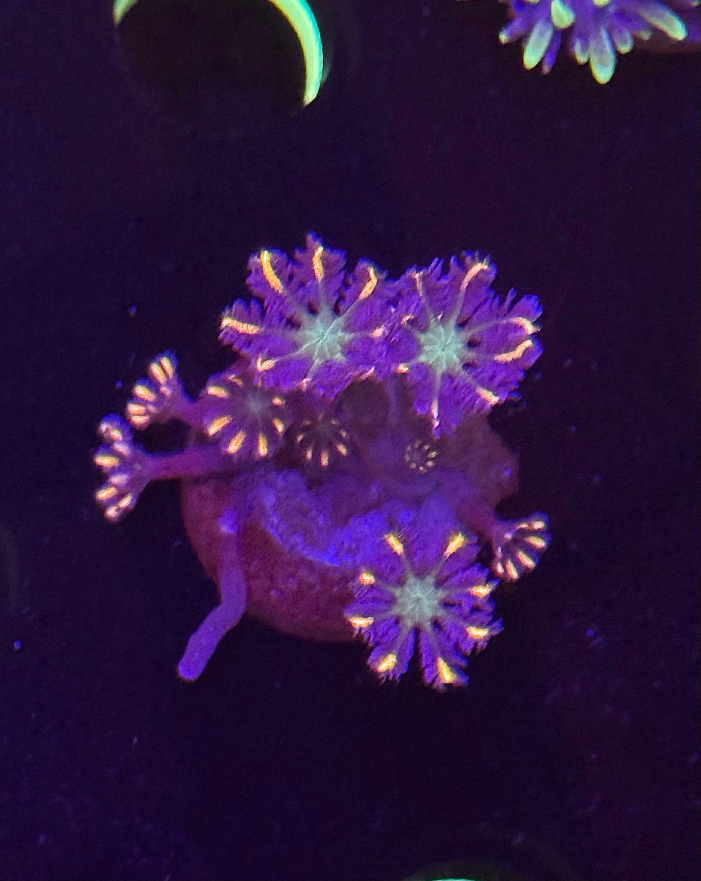 Firework Clove Polyps