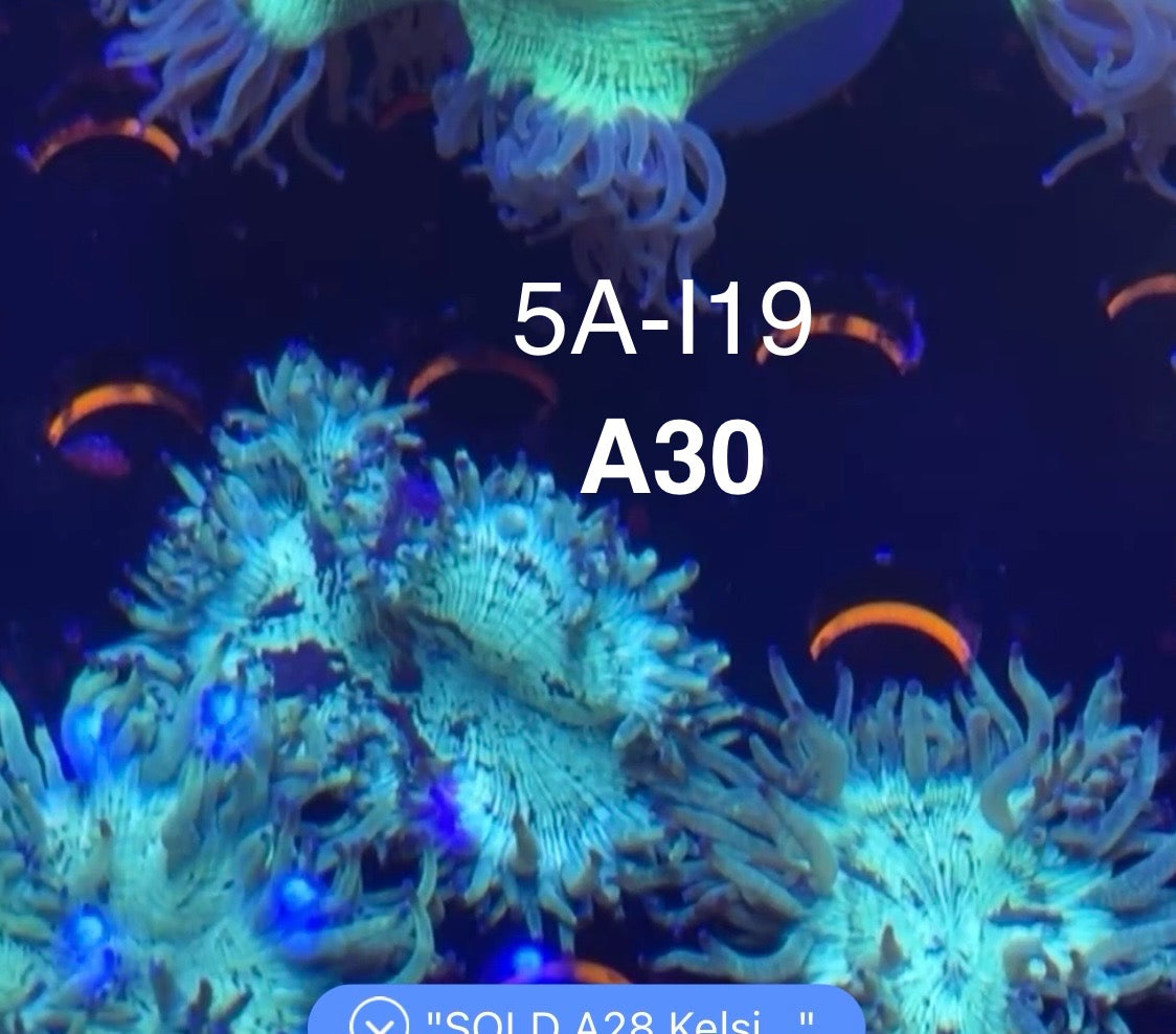 Brad OD 8/23 Facebook Live Auction