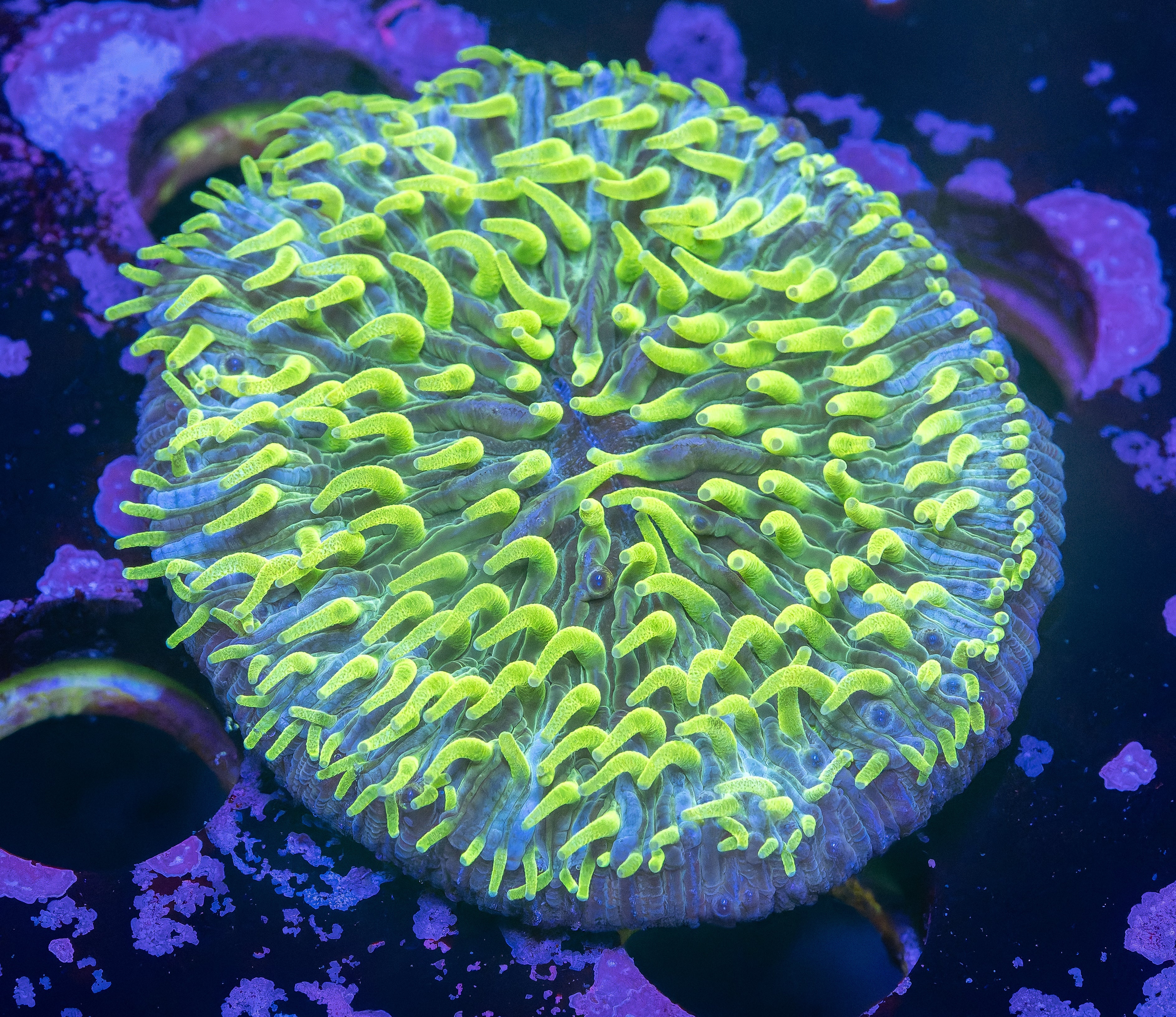Laser Lemon Pinwheel Plate