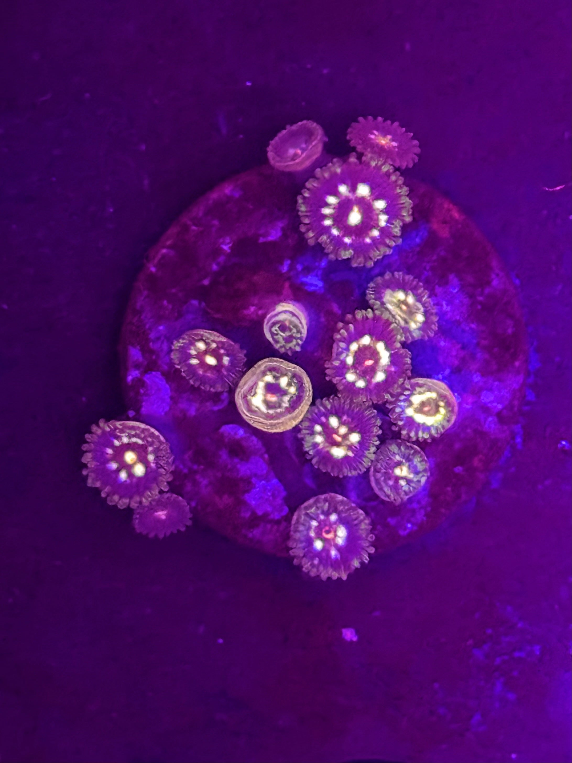 Daisy Cutter Zoas