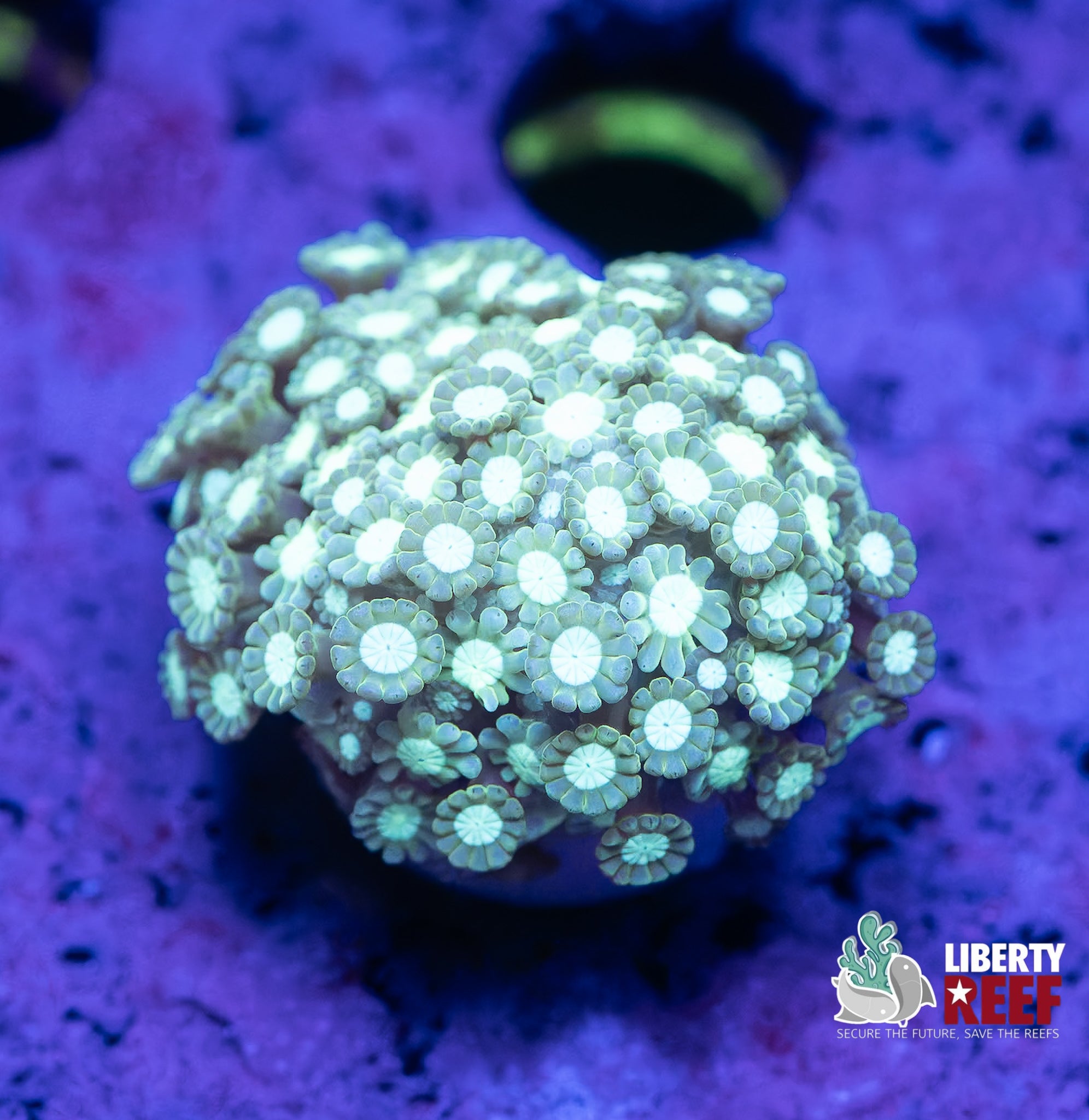 Sea Green Alveopora
