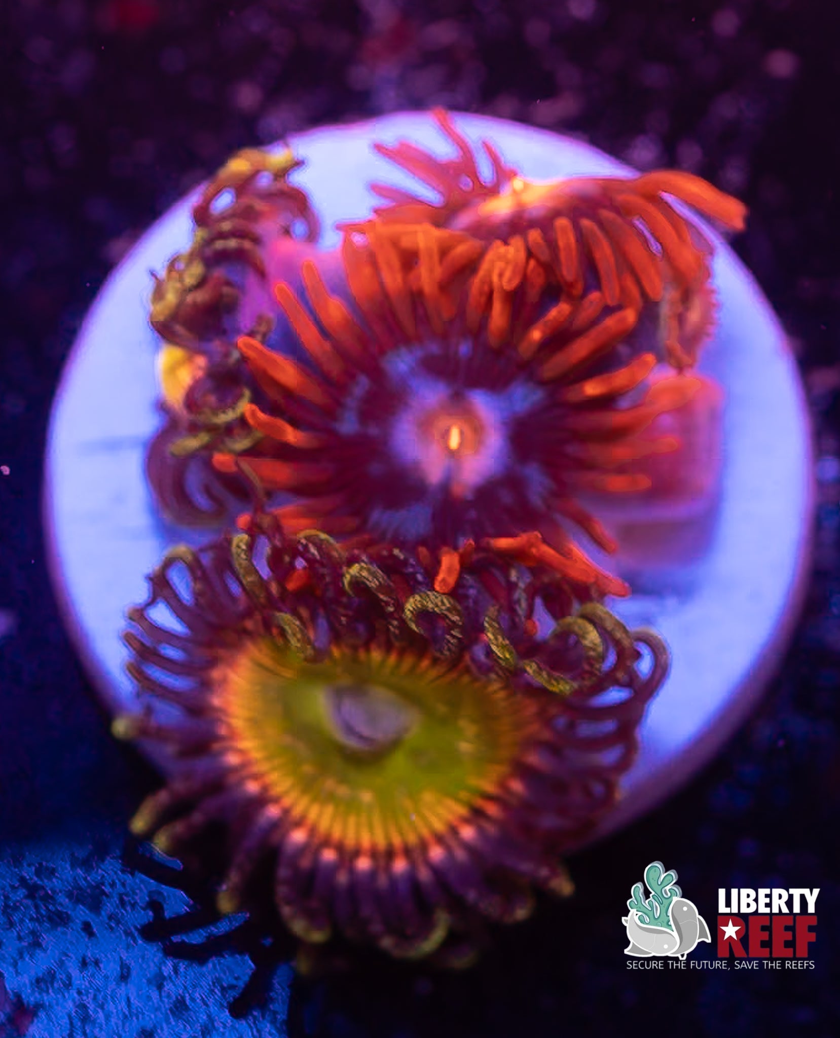 Rainbow Troll Combo Zoas