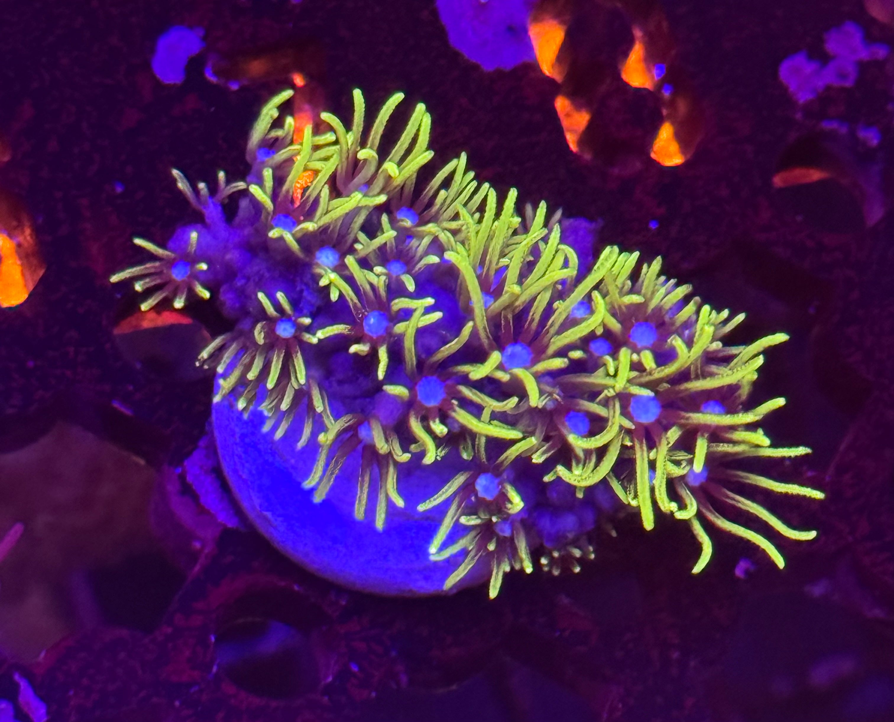 Green Star Polyps (GSP)