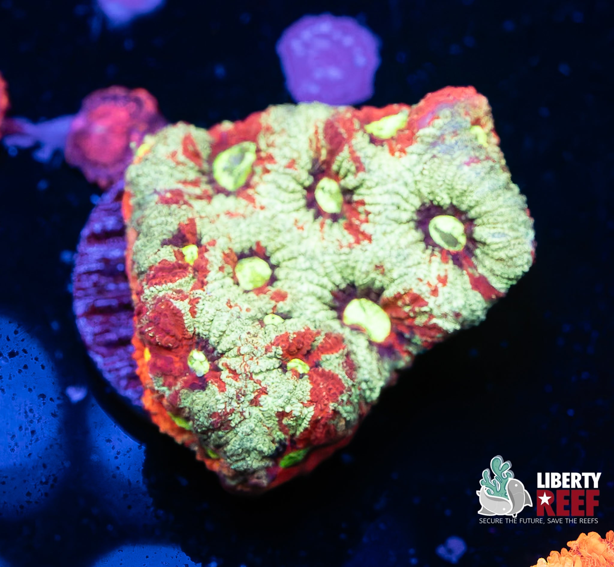 Grafted War Coral