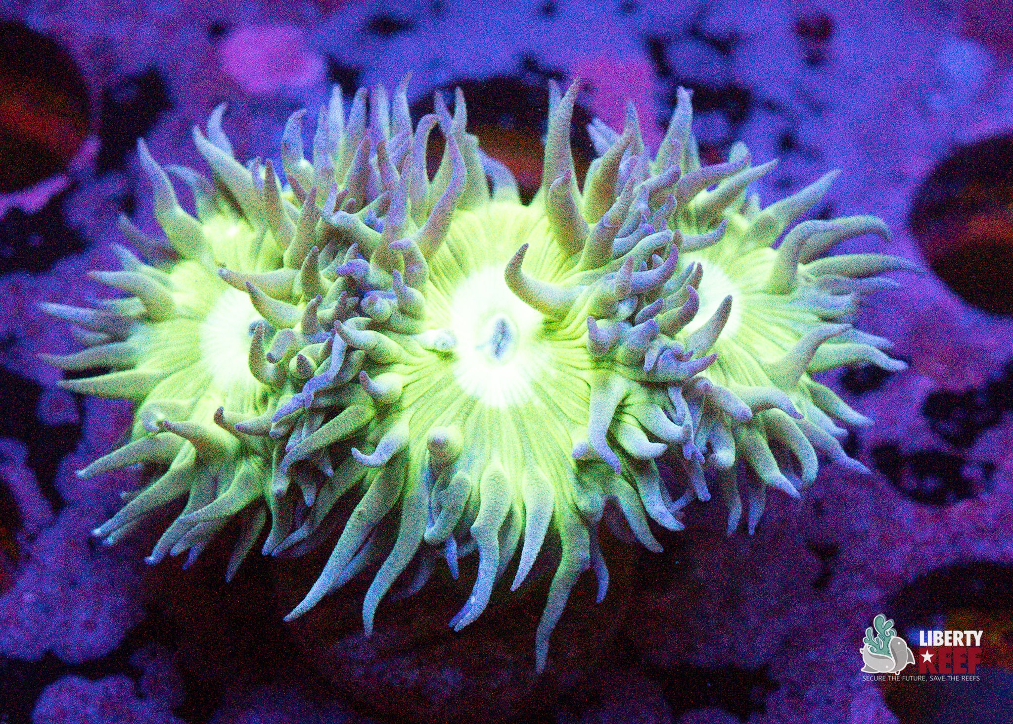 10/31 Online Auction