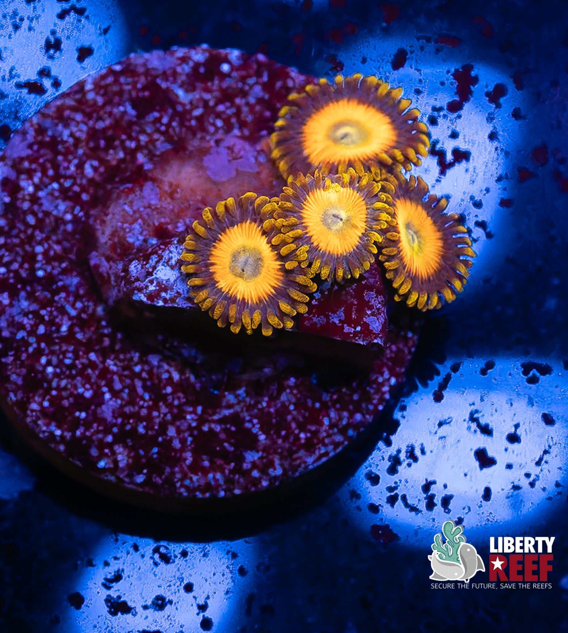 Scrambled Eggs Zoas