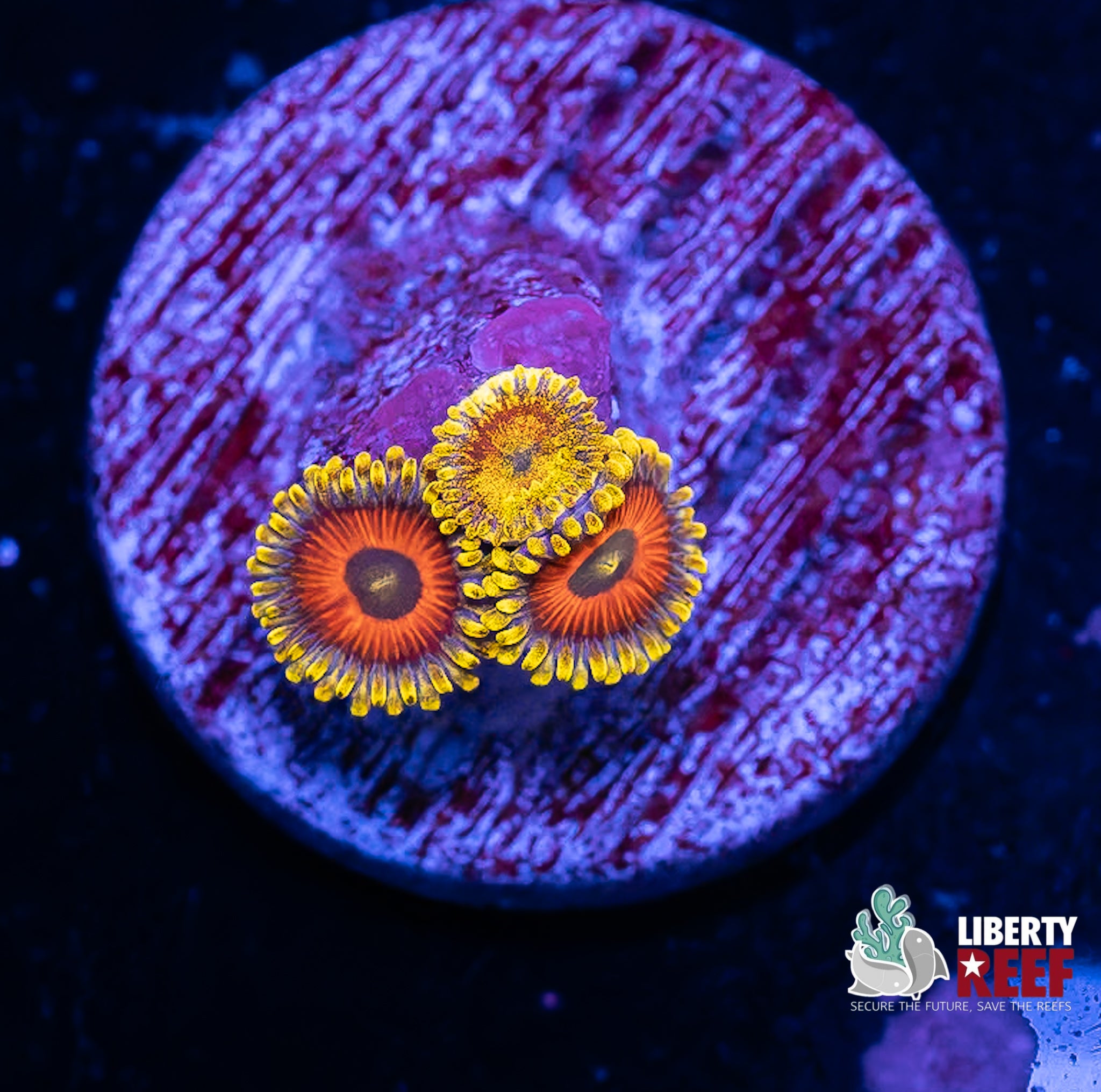 Jungle Juice Zoas