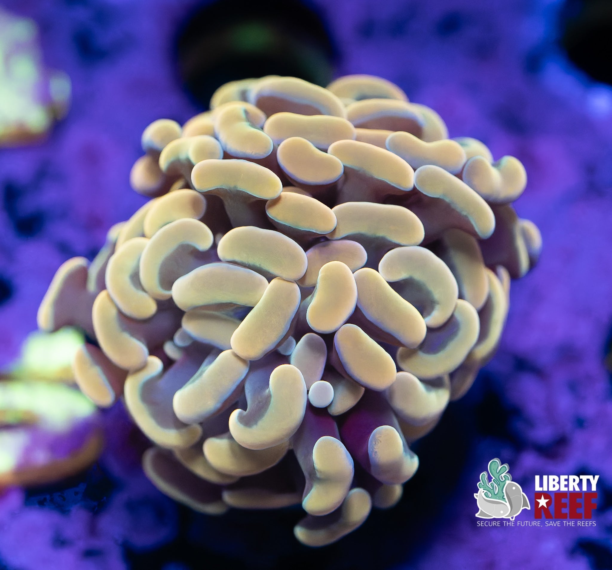 Liberty Reef Auction