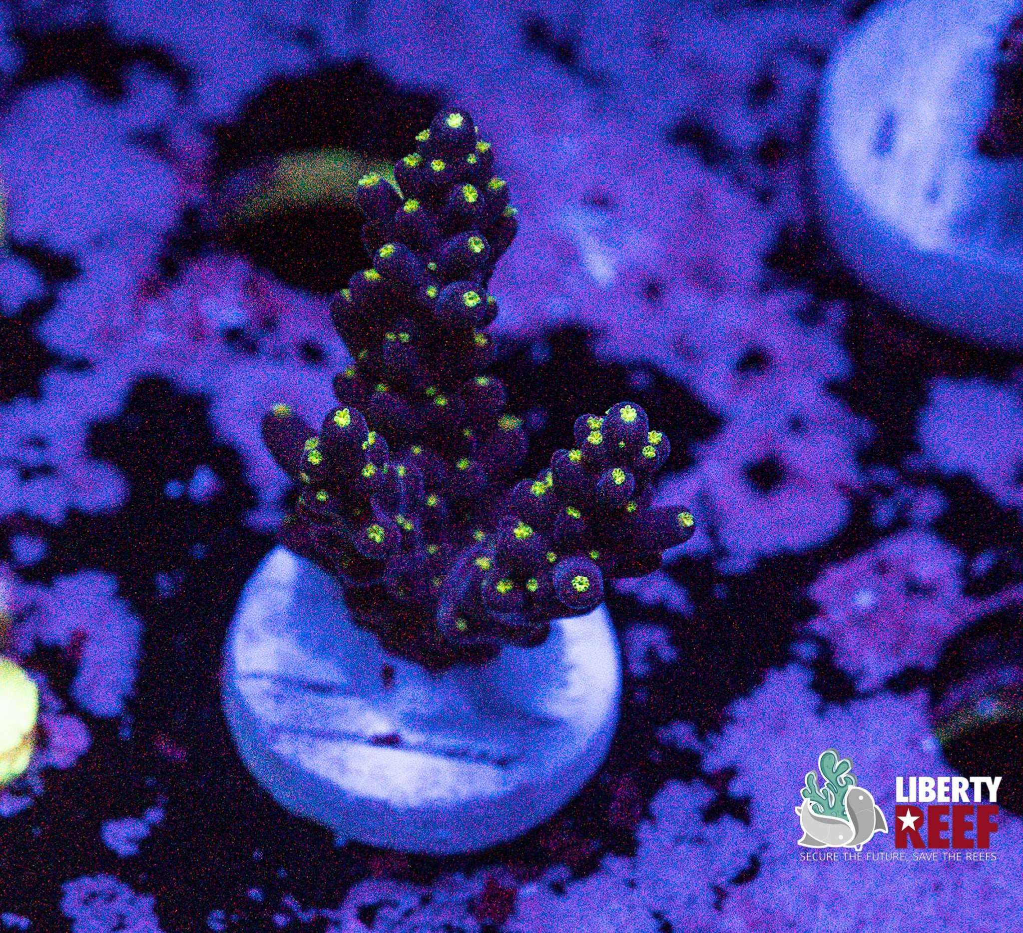Lightning Bonsai Acro