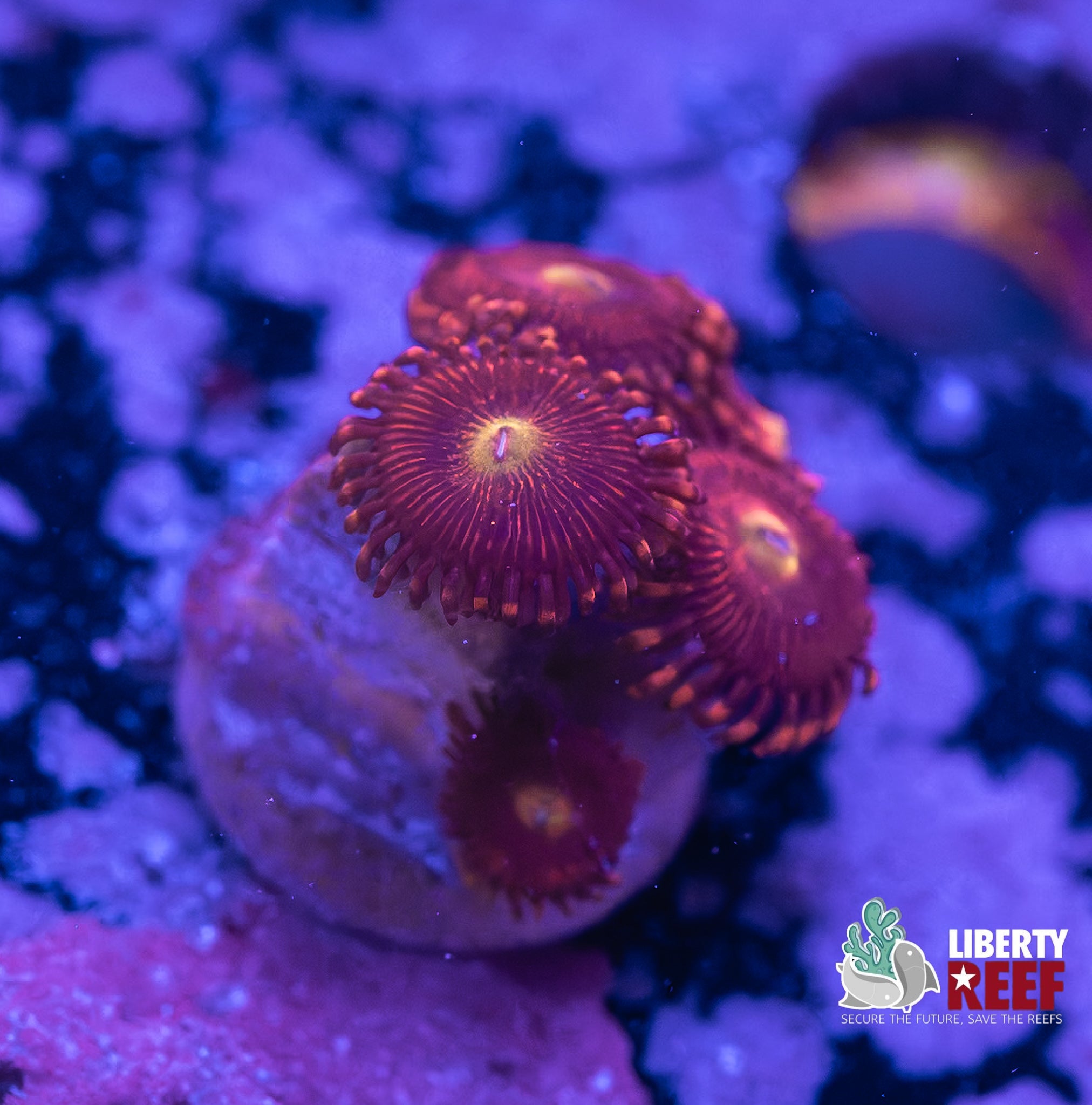 Nightcrawler Morph Zoas