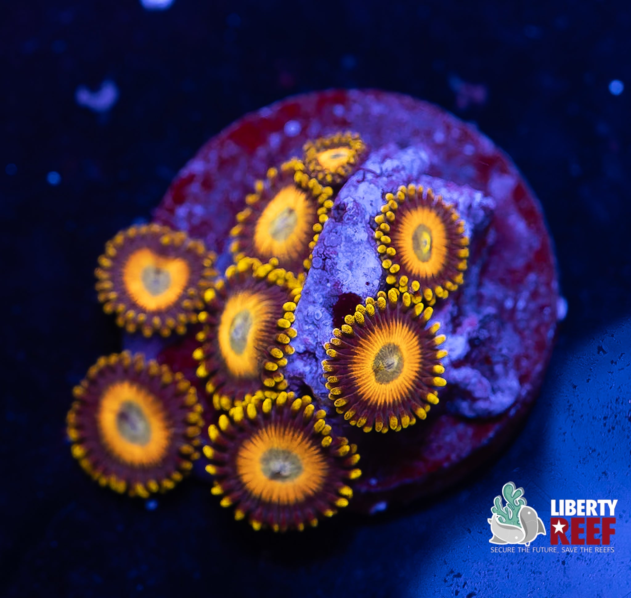 Scrambled Eggs Zoas