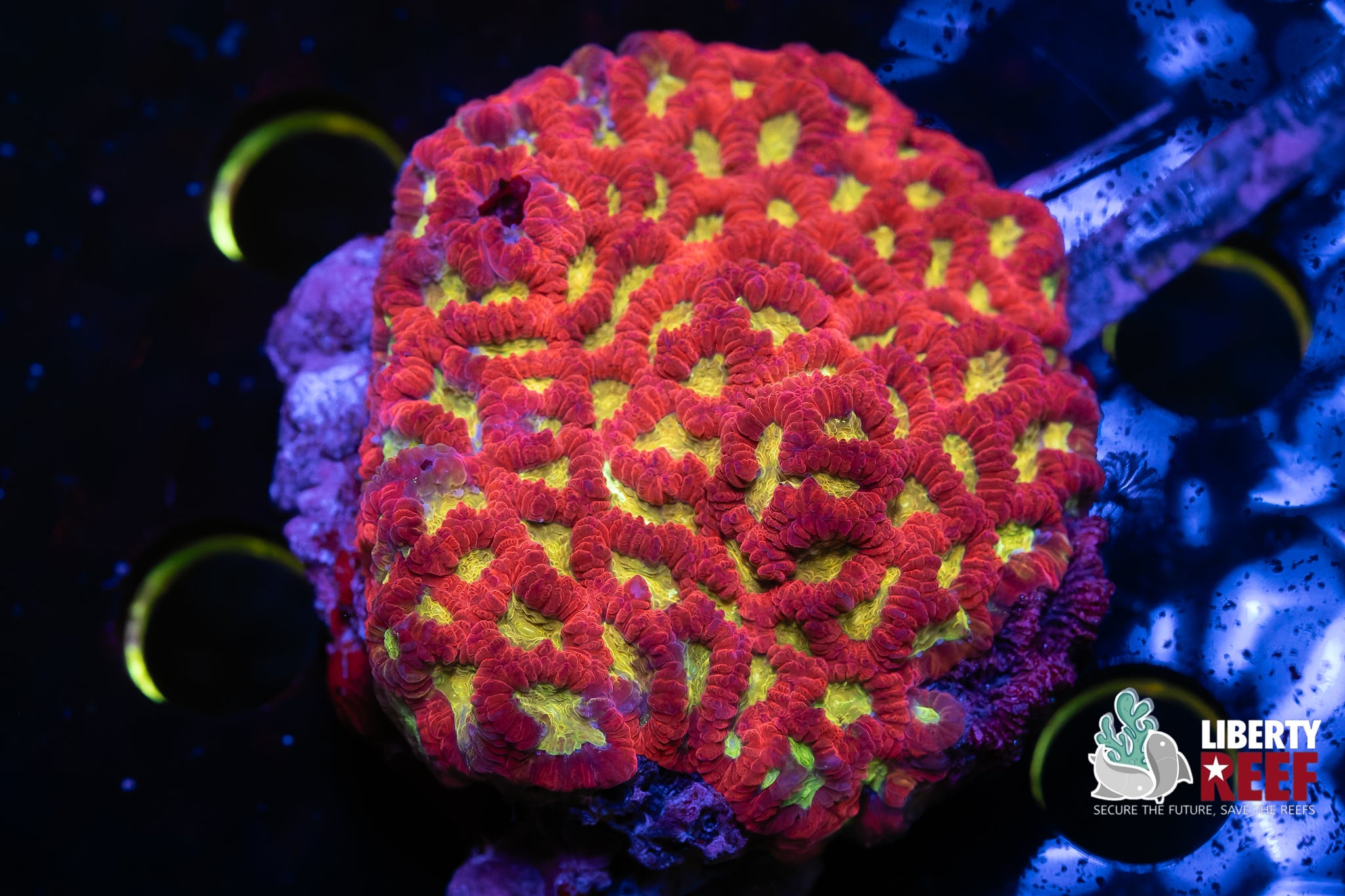 Firecracker Favia Colony (Full Size)