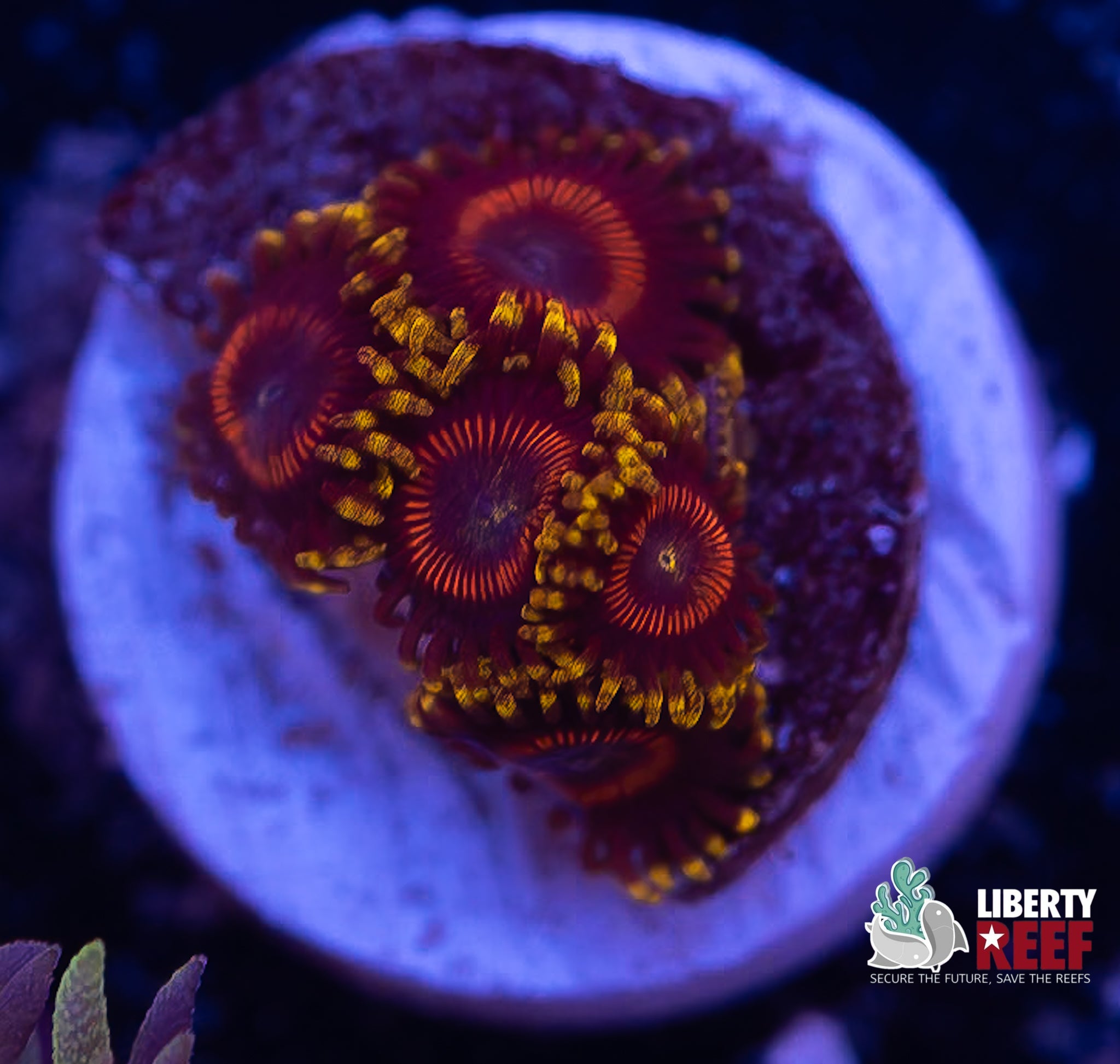 Eagle Eye Zoas