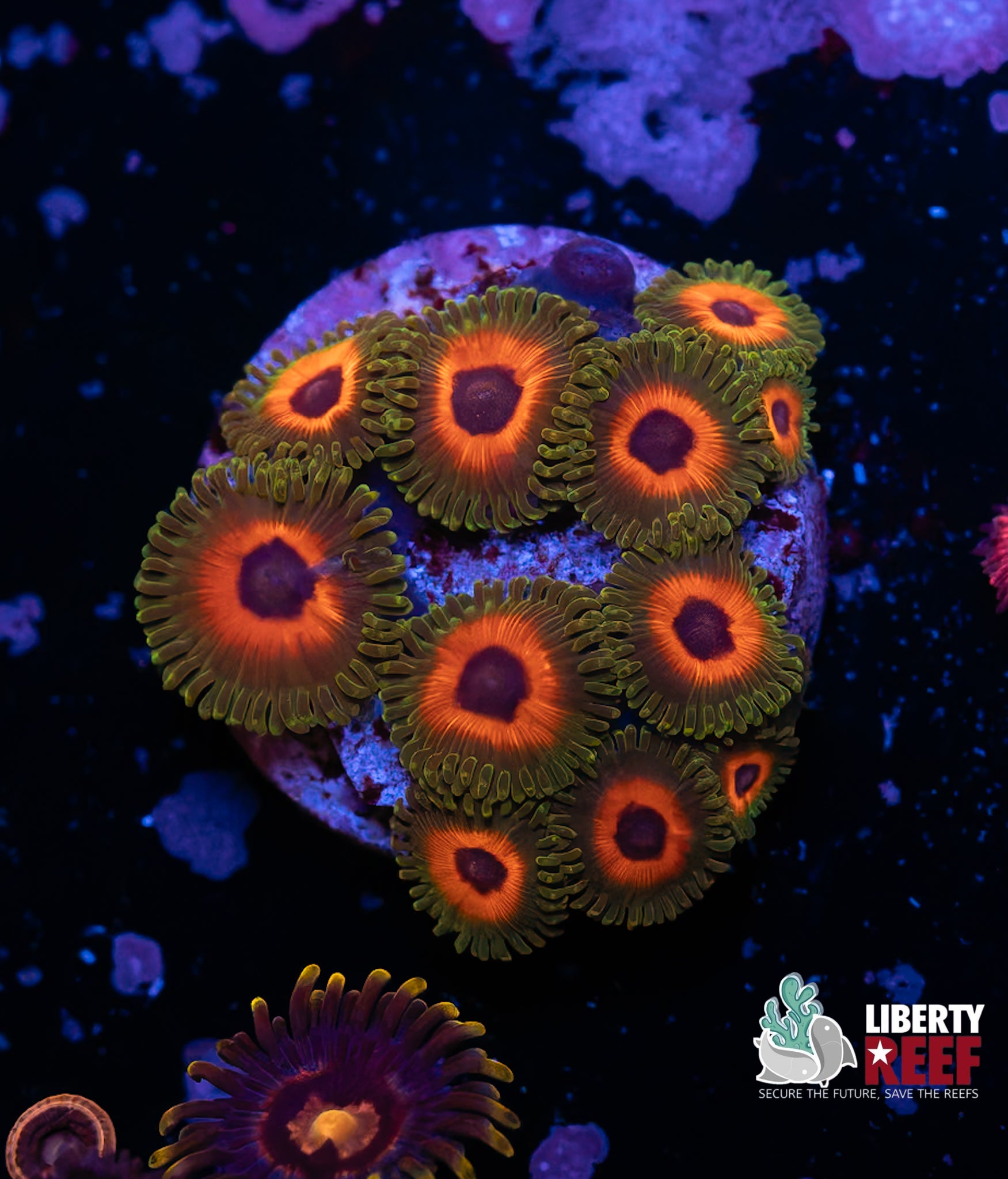 Tarzan Zoas