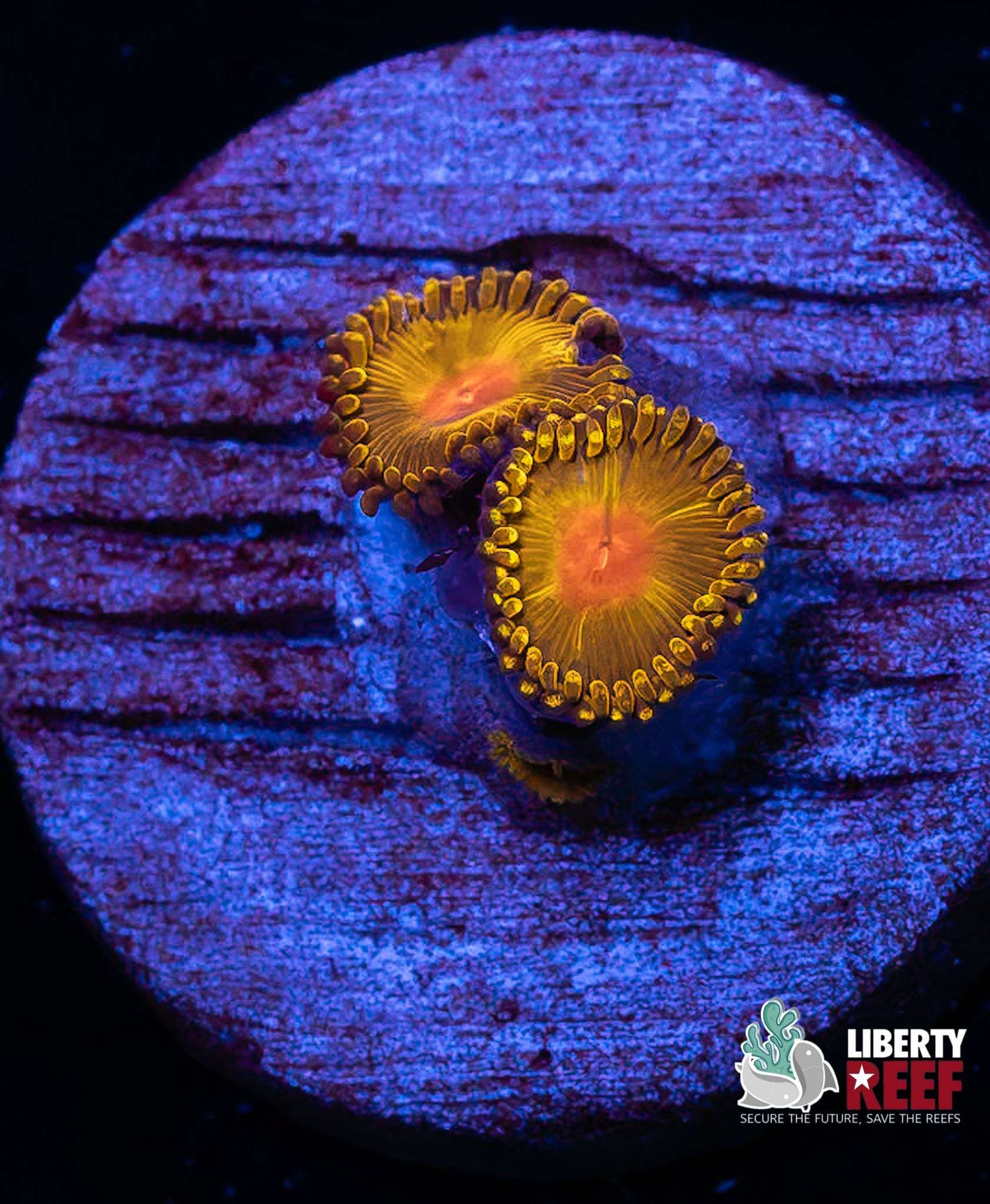 WWC Golden God Zoas
