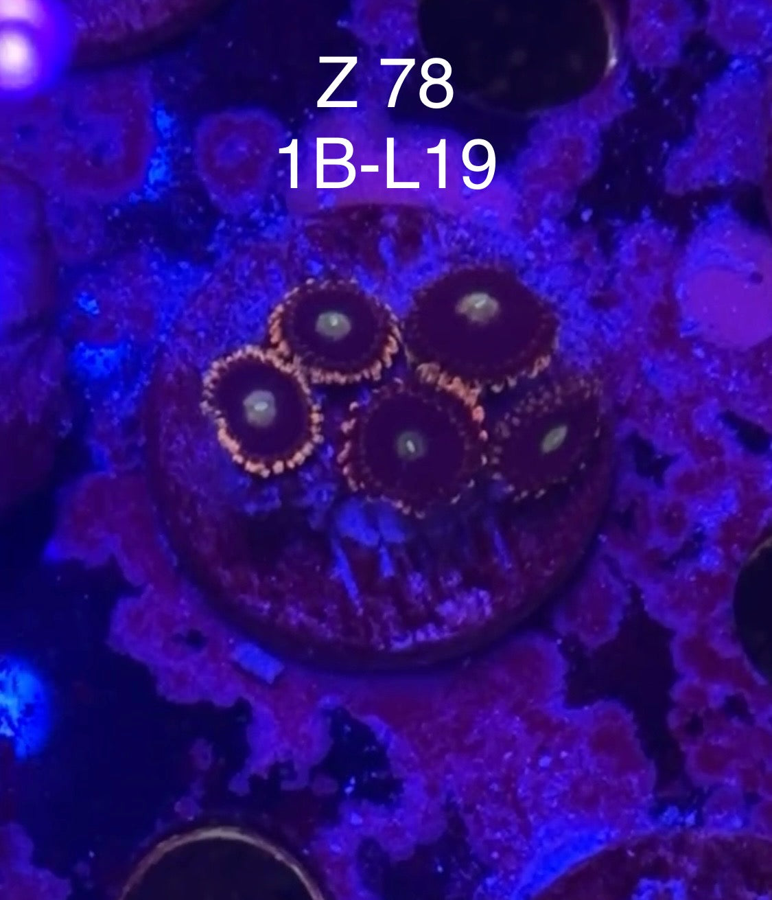 (Copy) 7/26 Facebook Live Auction