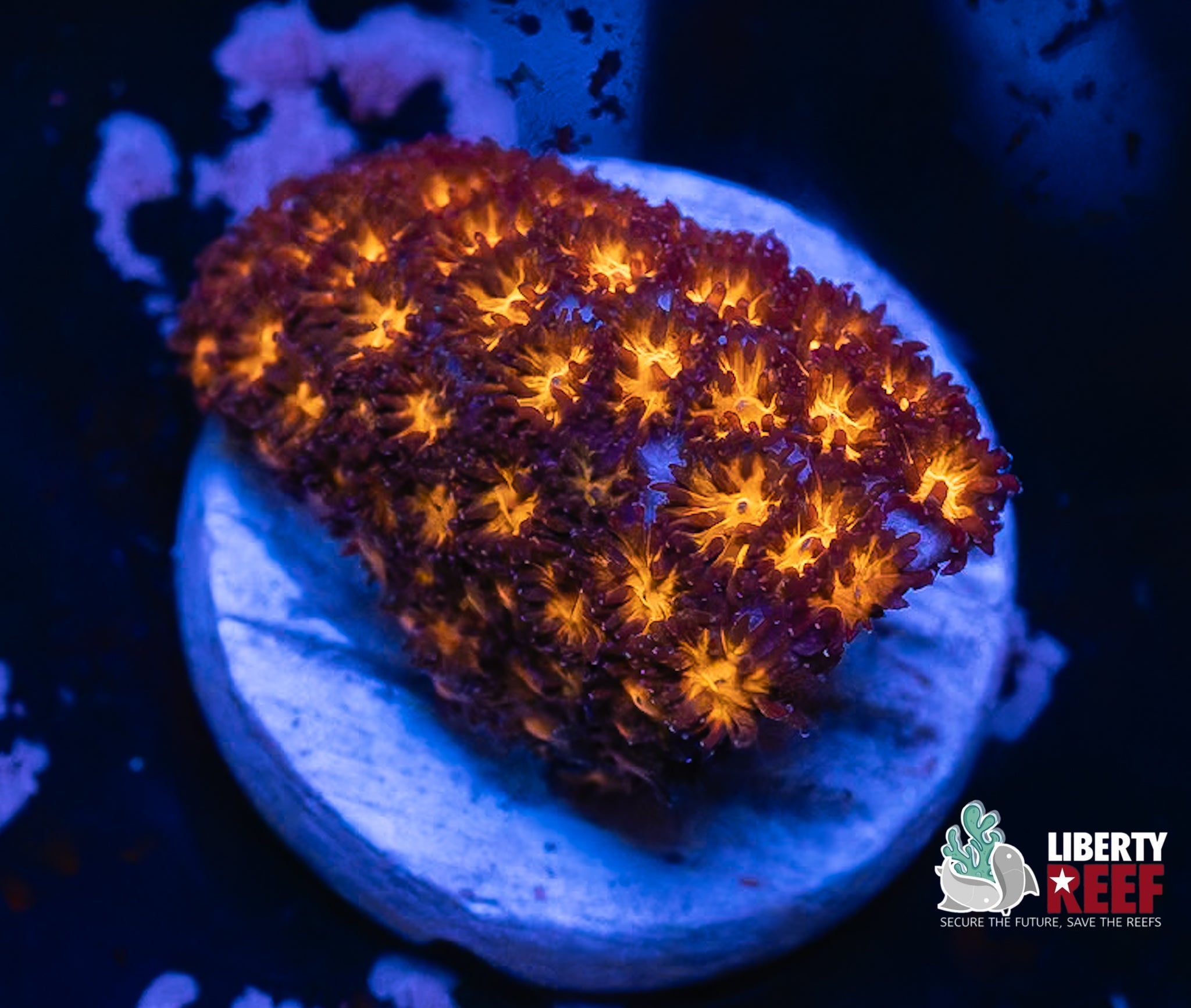 Fireball Leptastrea