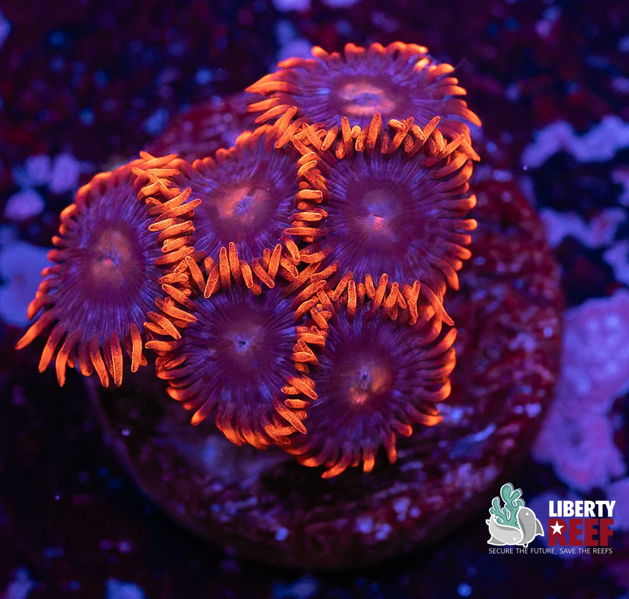 Fire & Ice Zoas