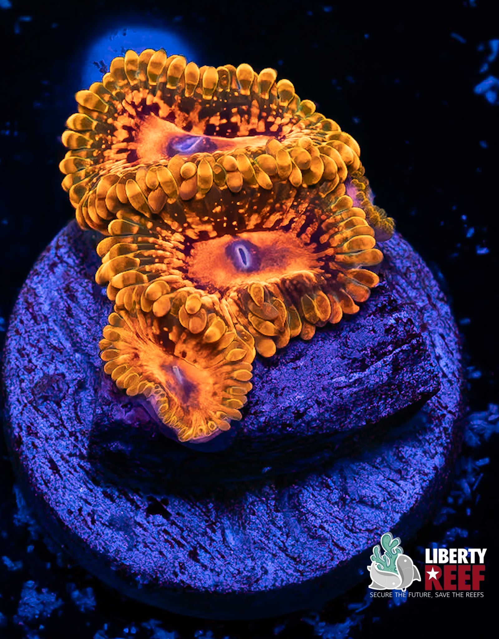 Grand Master Krak (GMK) Zoas