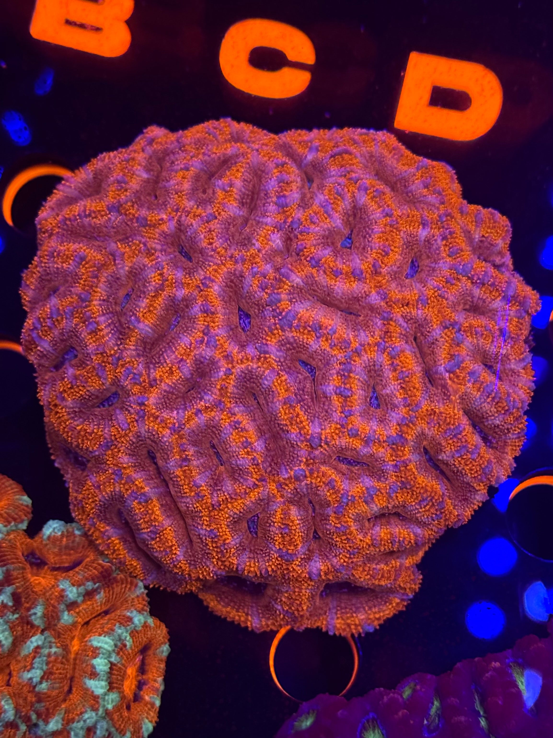 Ultra Red Acan Colony