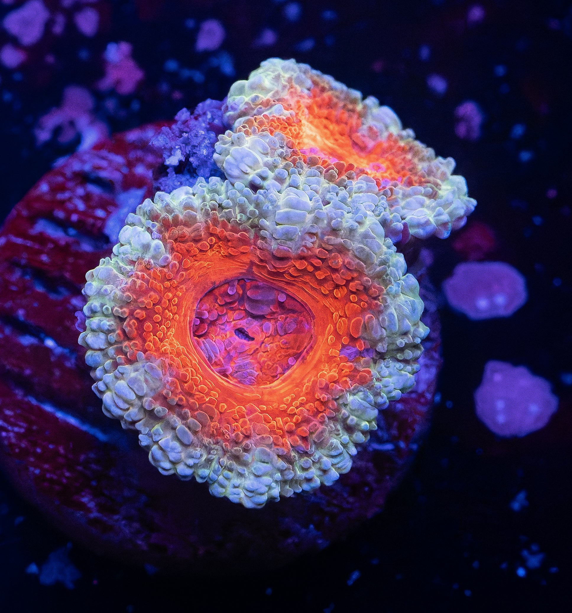 Nebula Acans