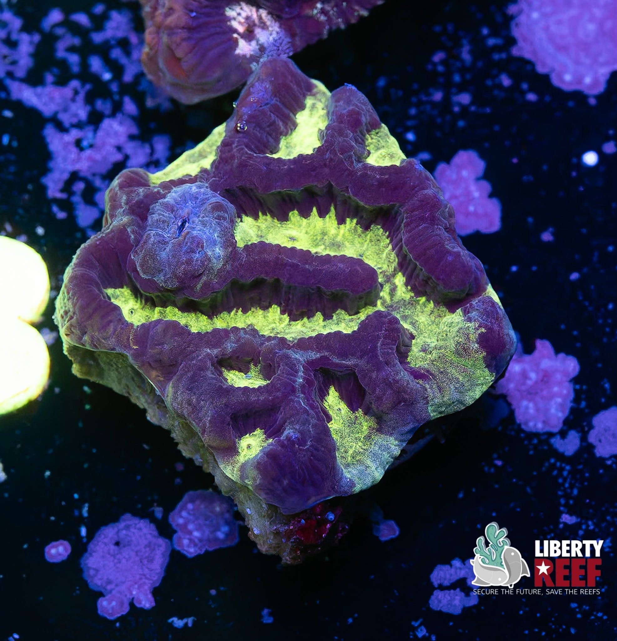Nuclear Maze Coral