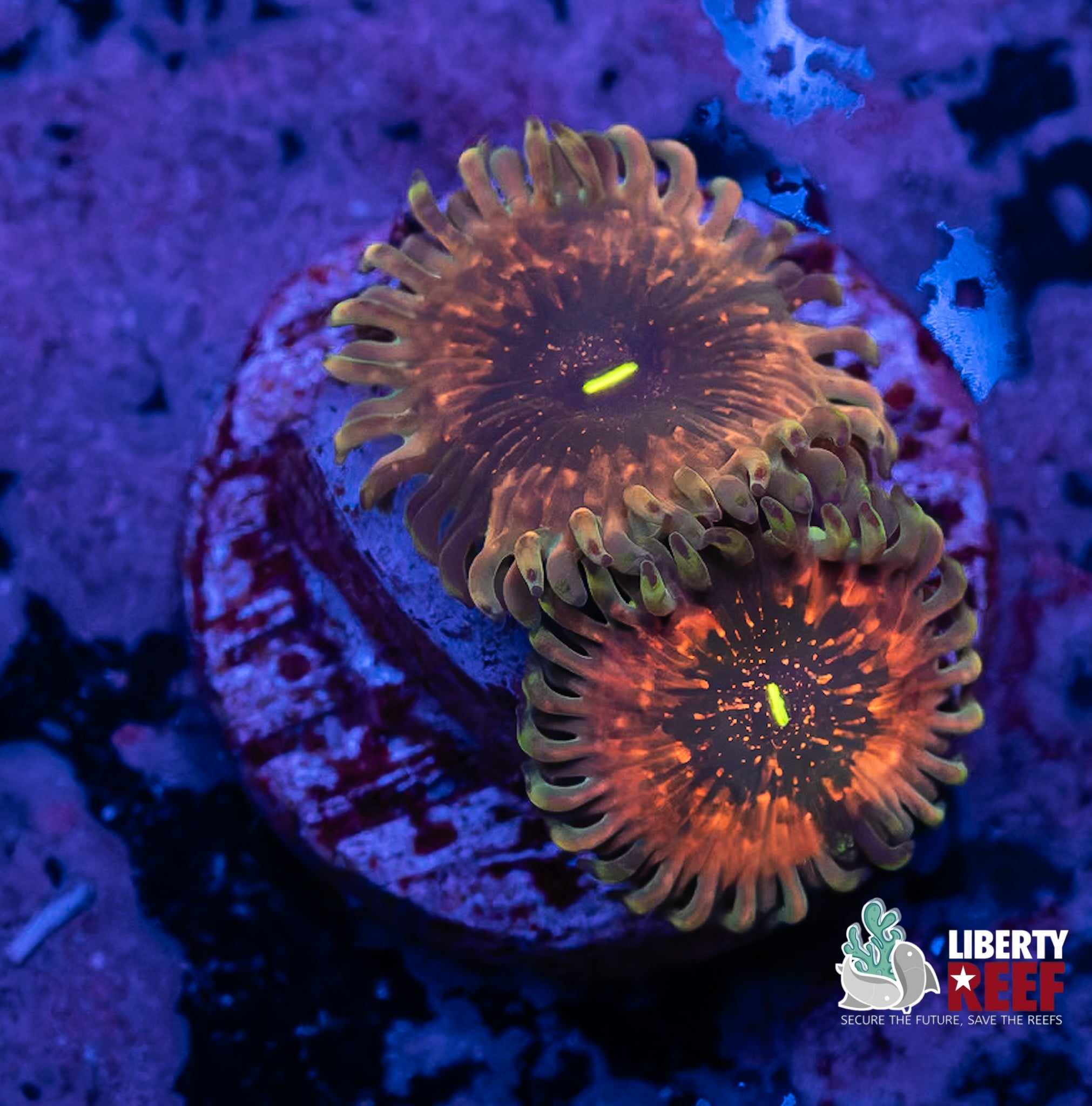 INSANE Rainbow Ding Dang Zoas