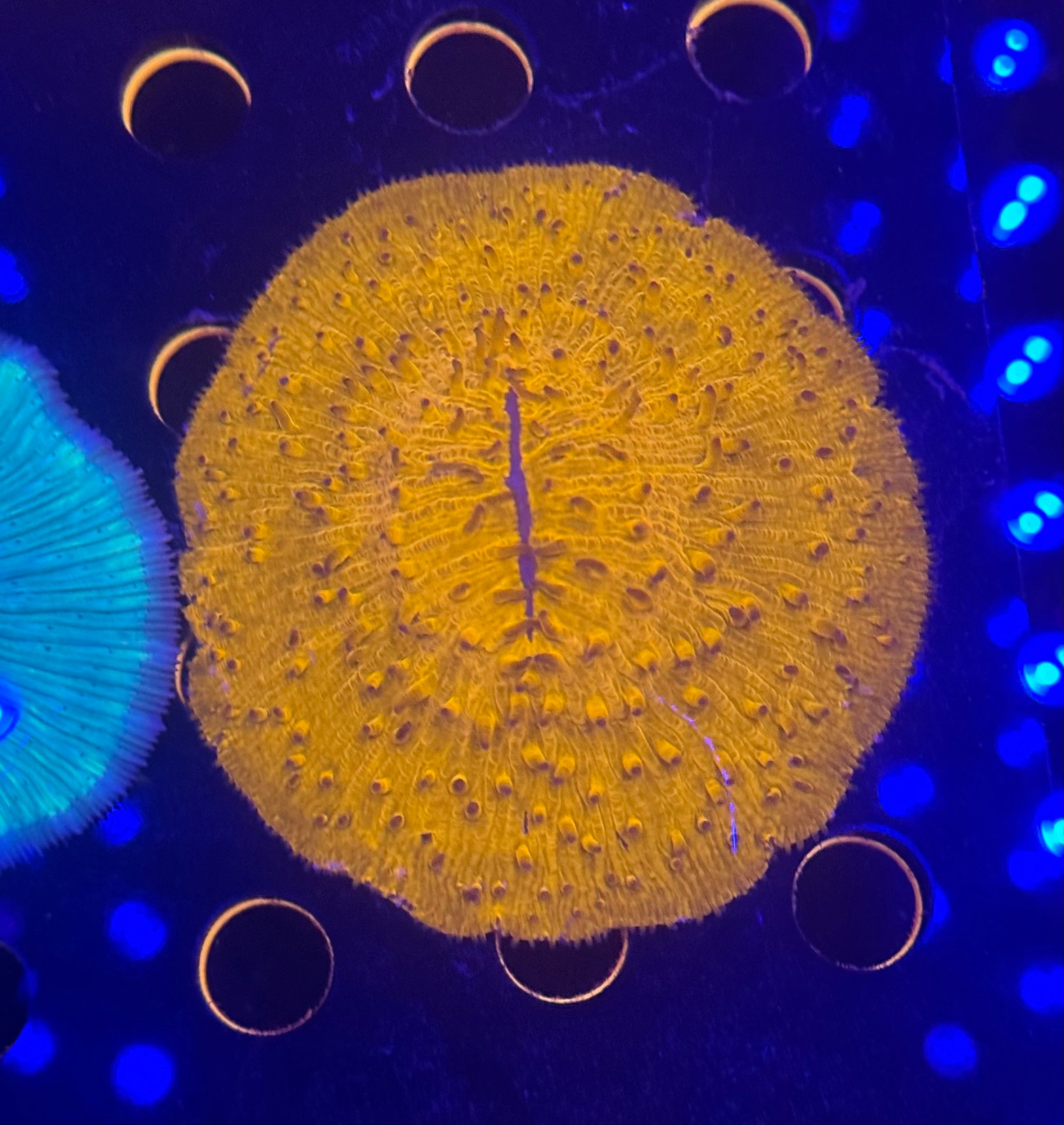 Sunfyre Plate Coral