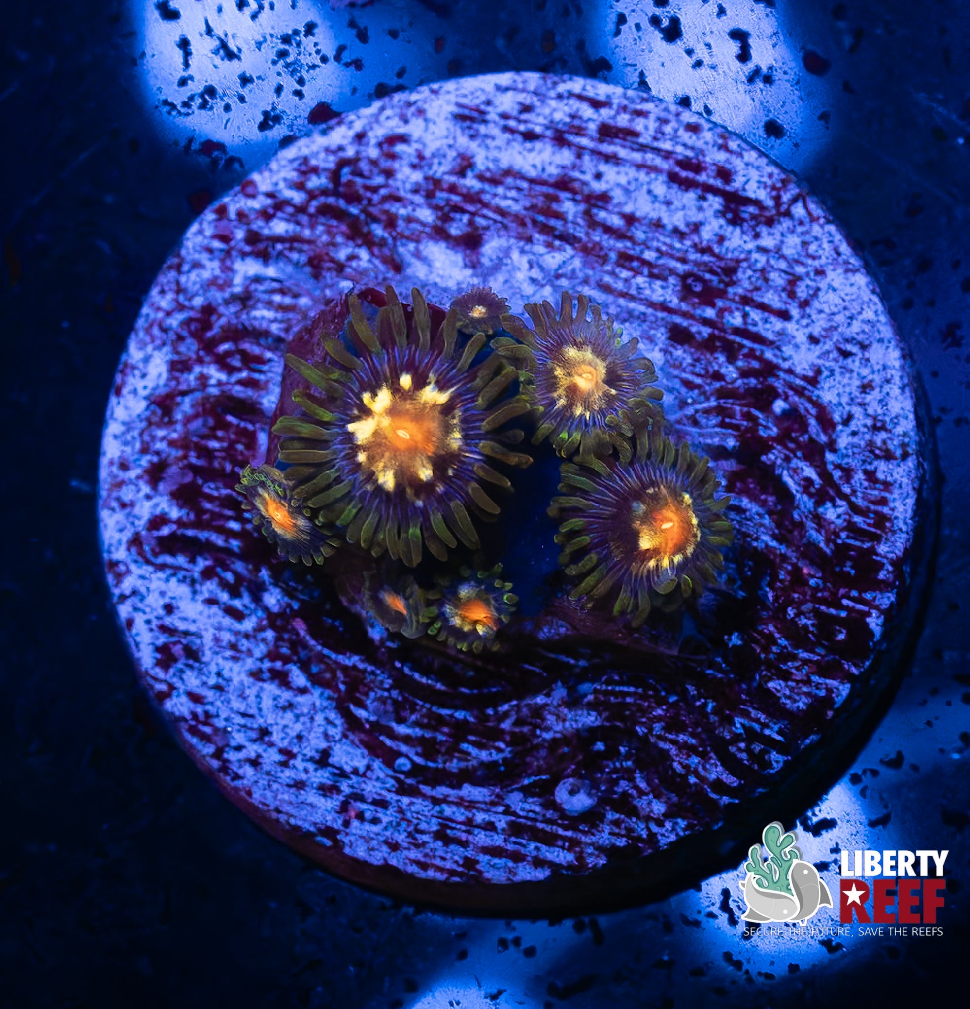 Jason Fox Stargazer Zoas