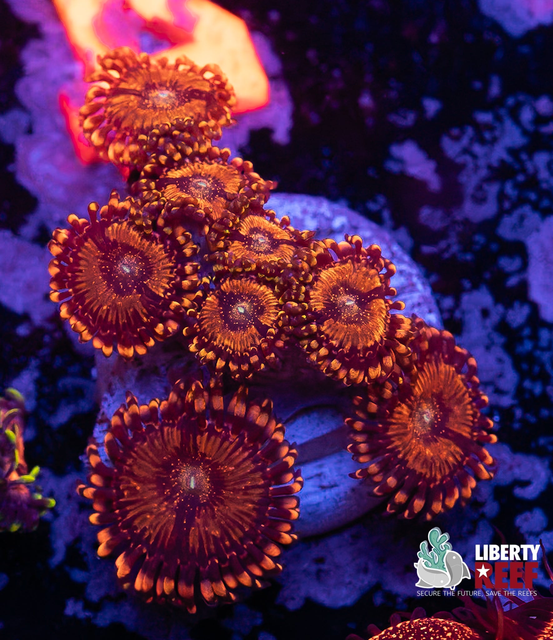 Orange Krak Zoas