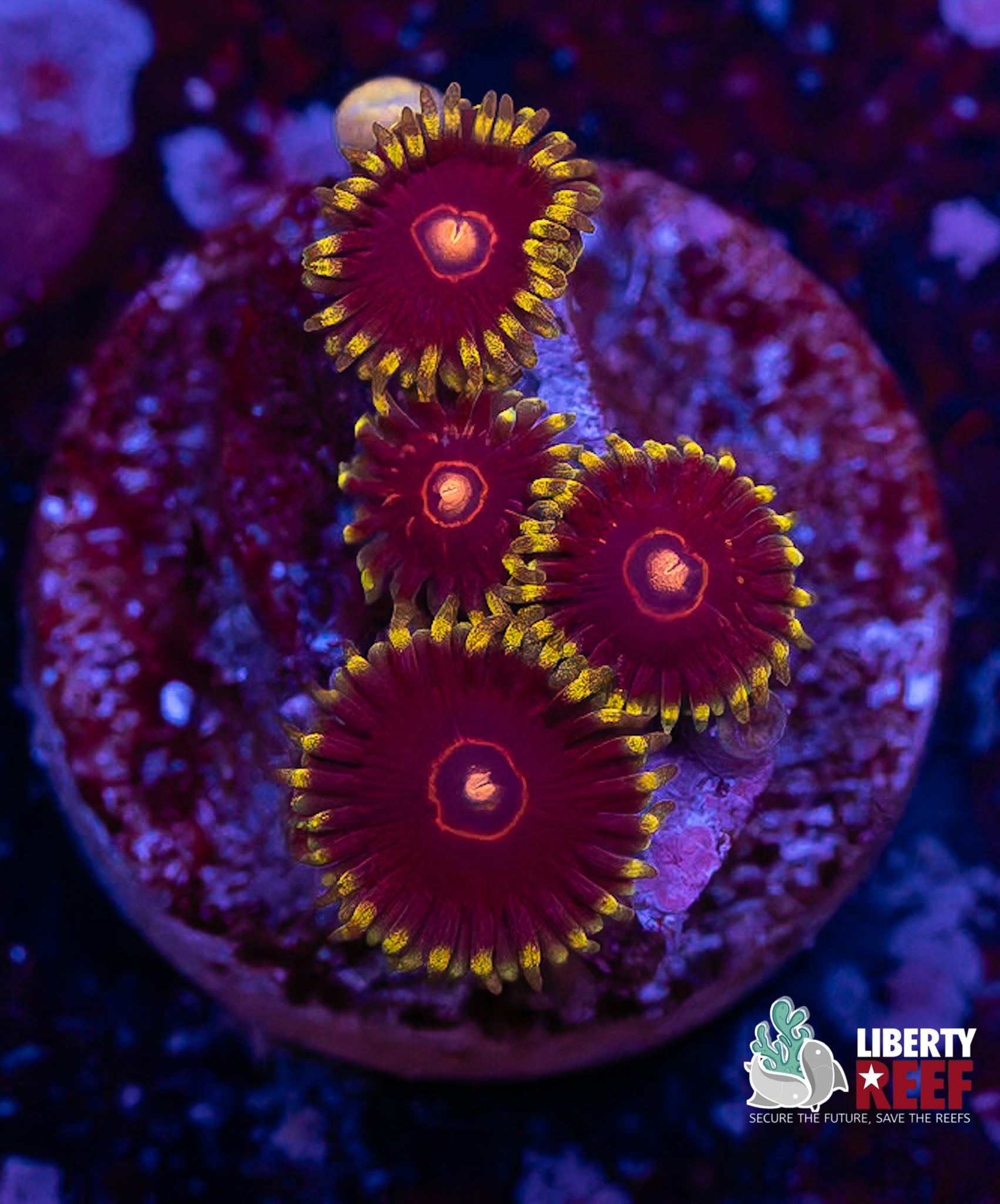 King Jawbreaker Hornet Zoas