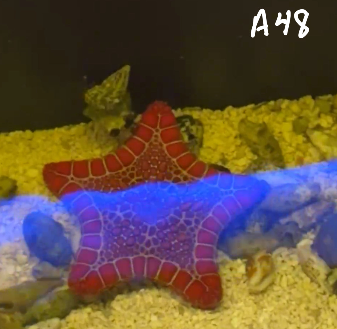 Kelsi Hohensee 10/25 Facebook Live Auction