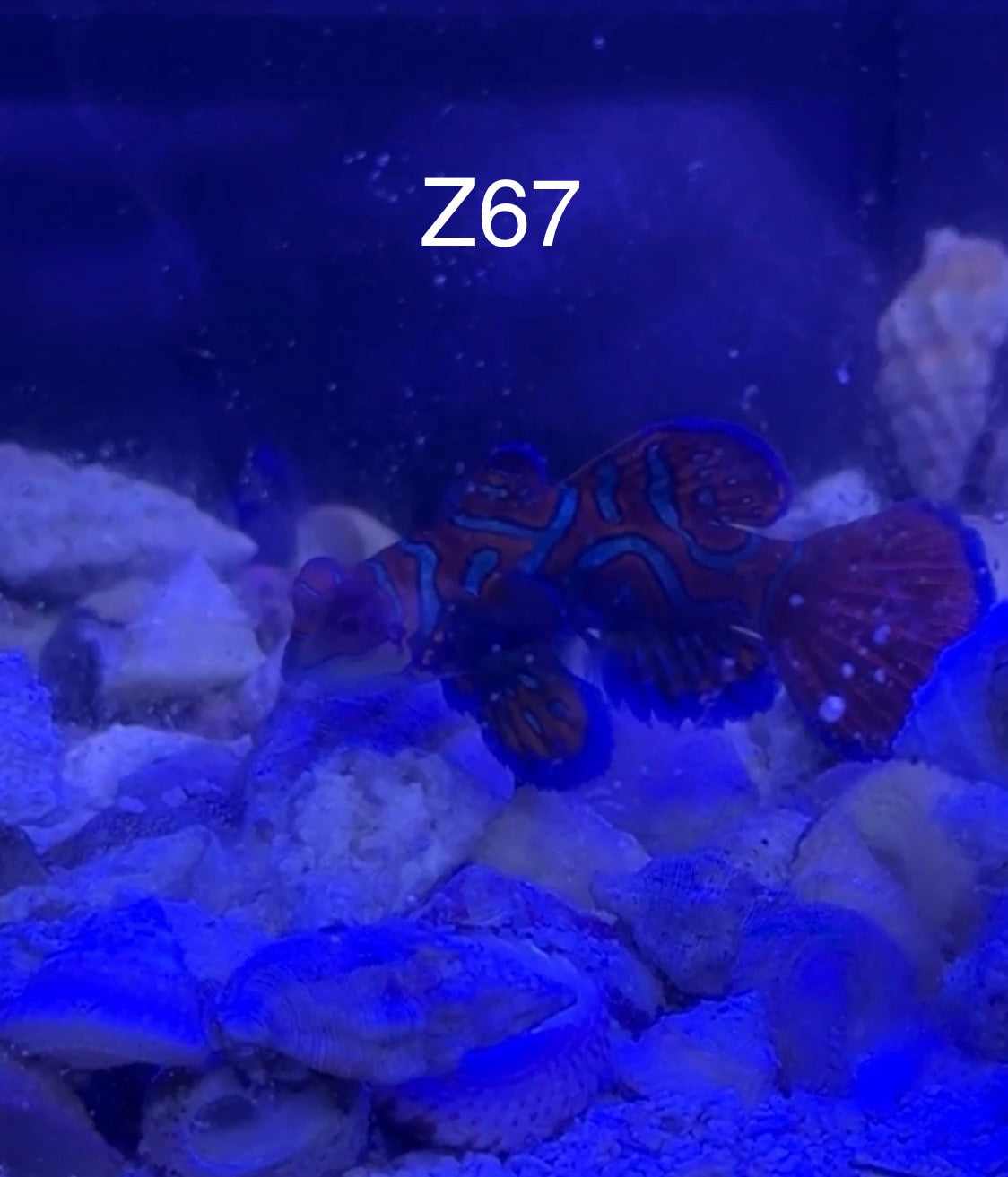 (Copy) 7/26 Facebook Live Auction