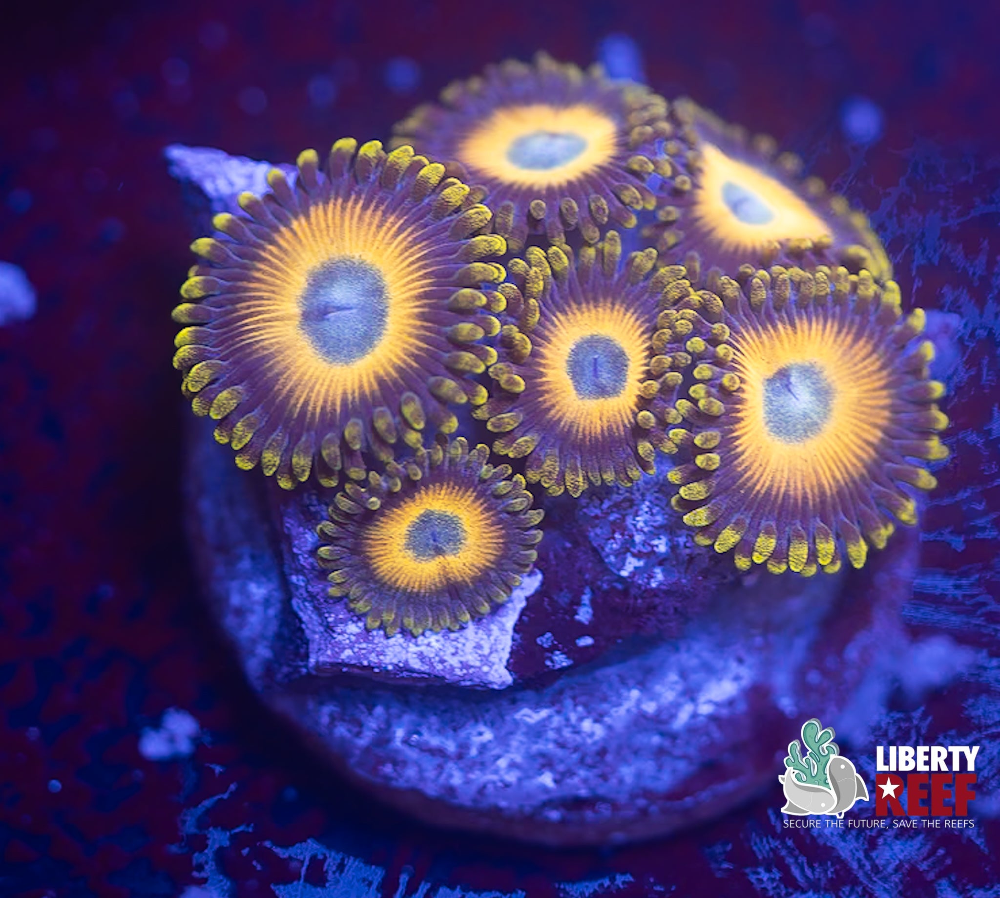 Scrambled Eggs Zoas