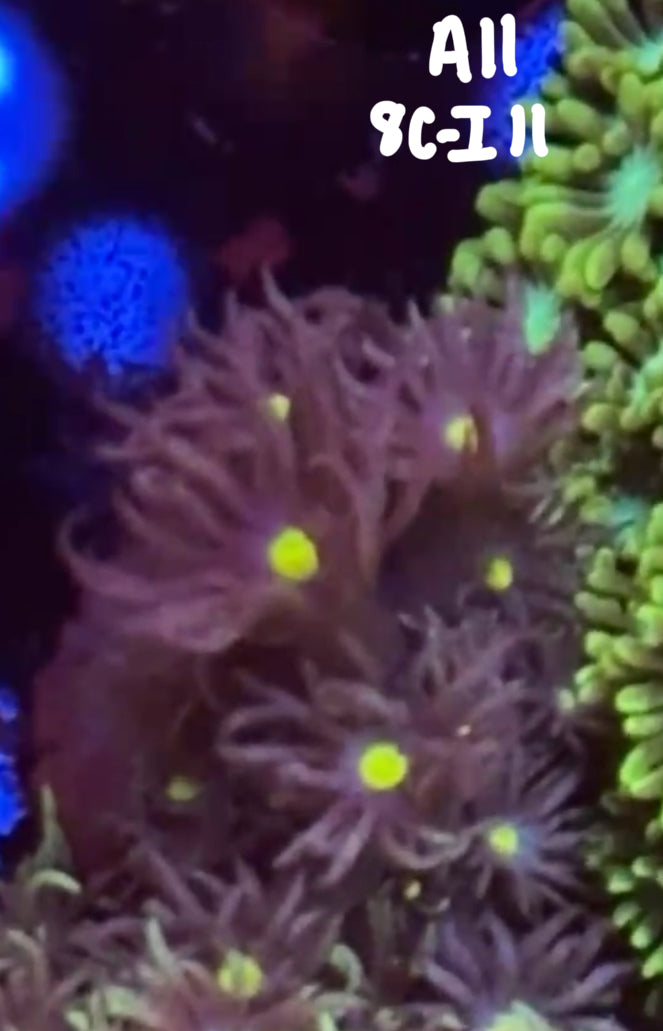 Kelsi Hohensee 10/25 Facebook Live Auction