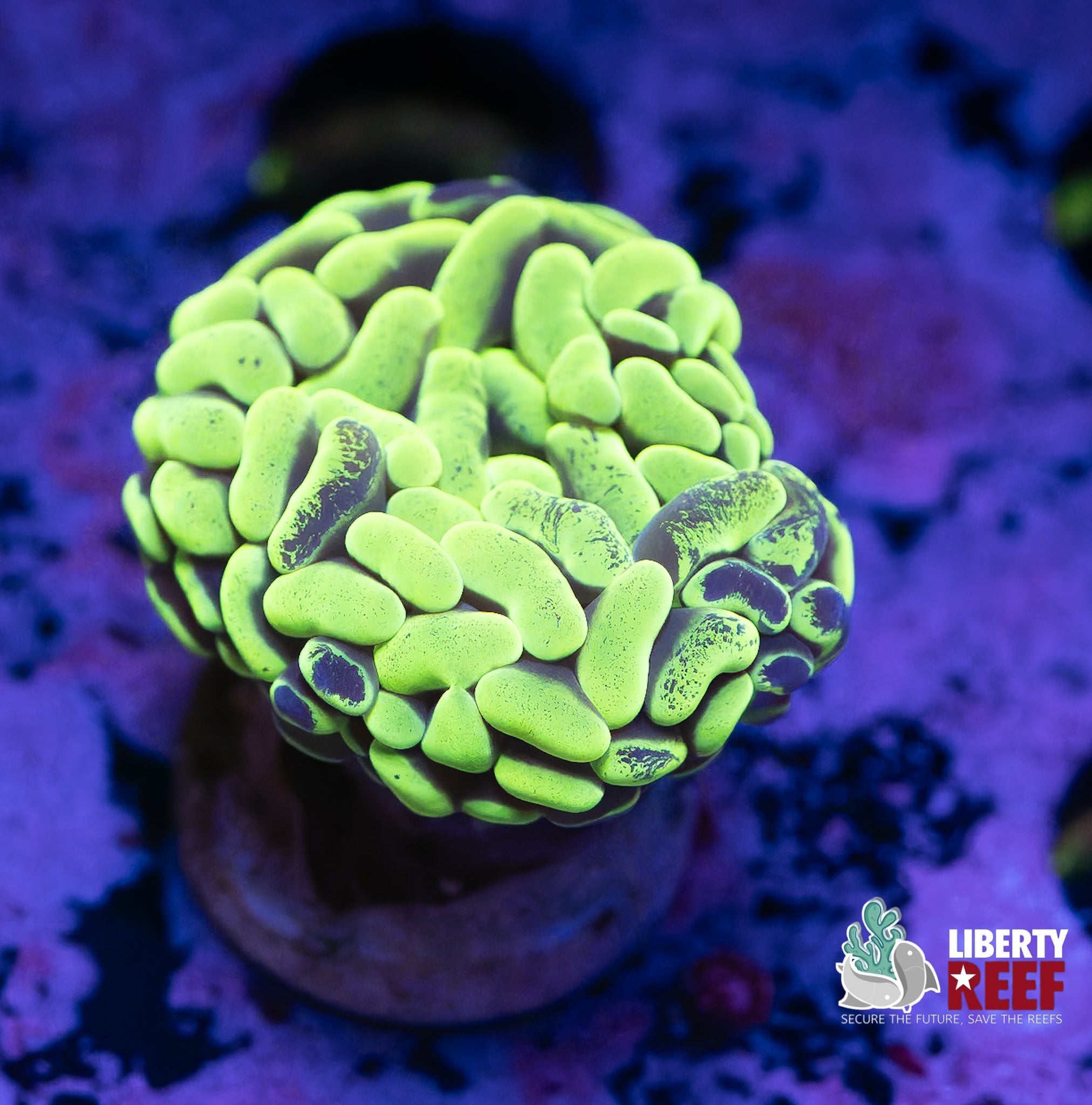 Green Splatter Hammer