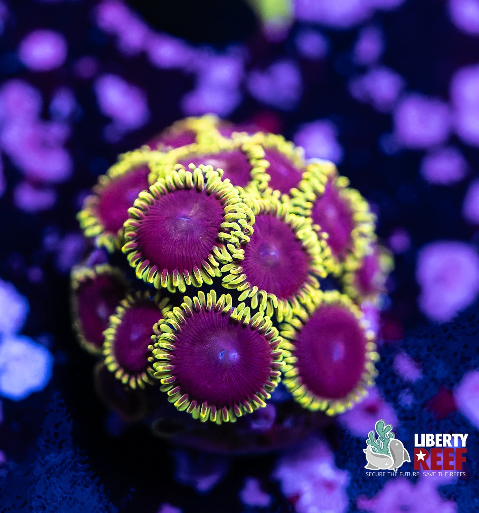 Liberty Reef Auction