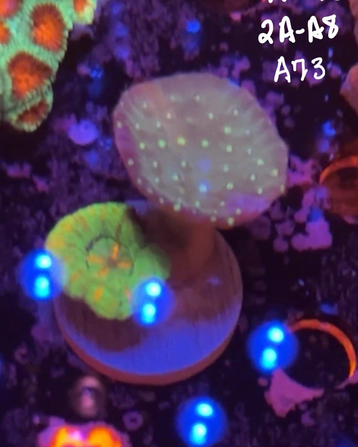 Karen Ritner 10/25 Facebook Live Auction