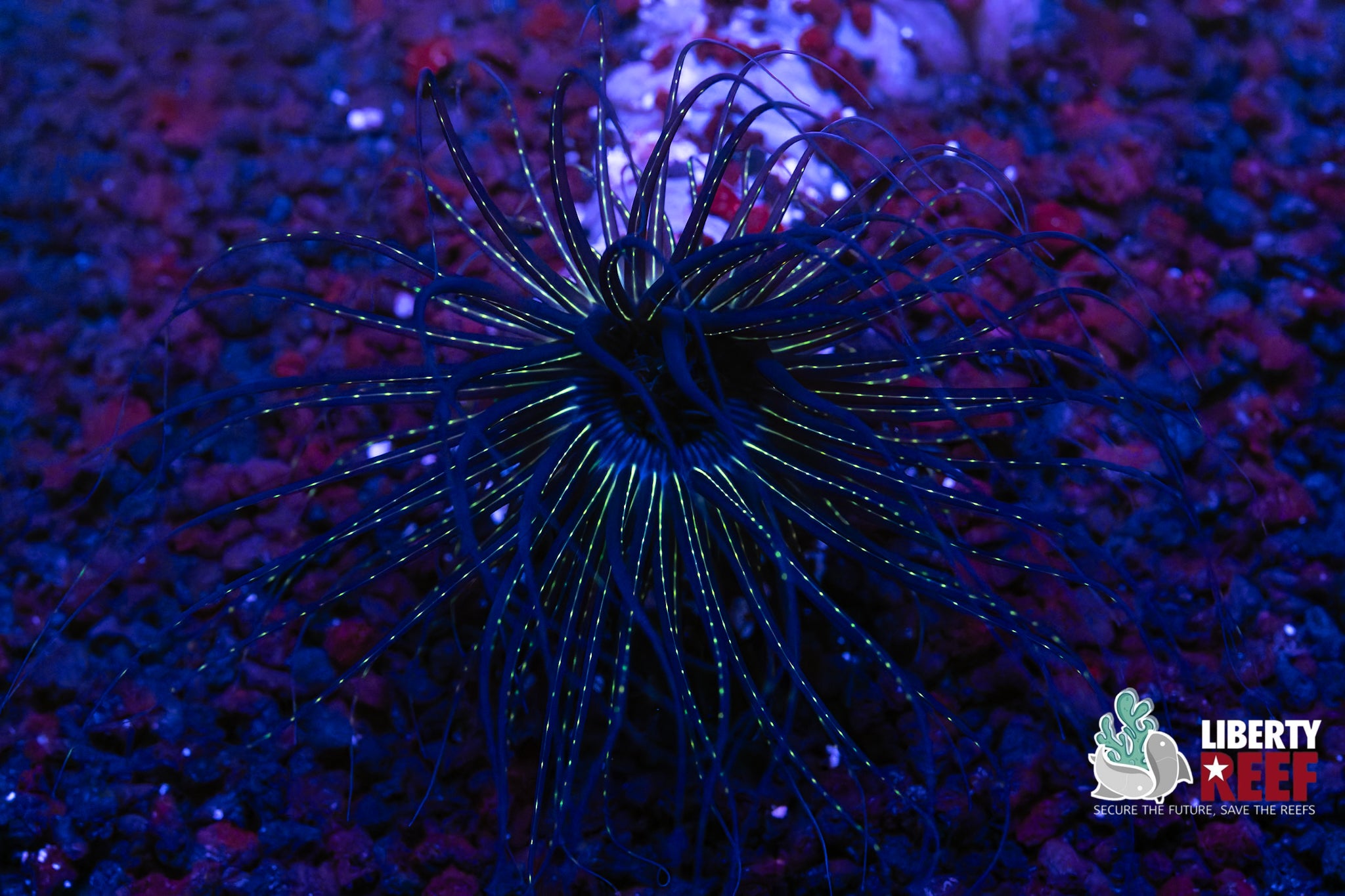 Black Hearts Tube Anemone